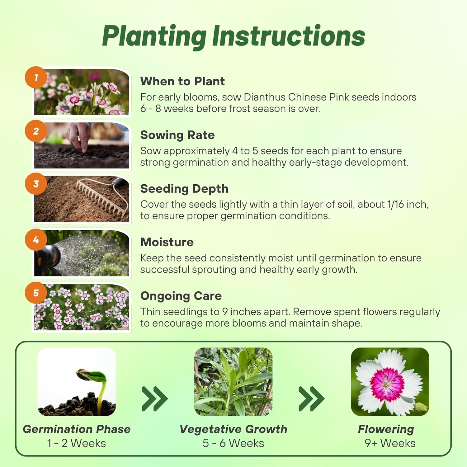 Dianthus Merry-go-round Planting Directions