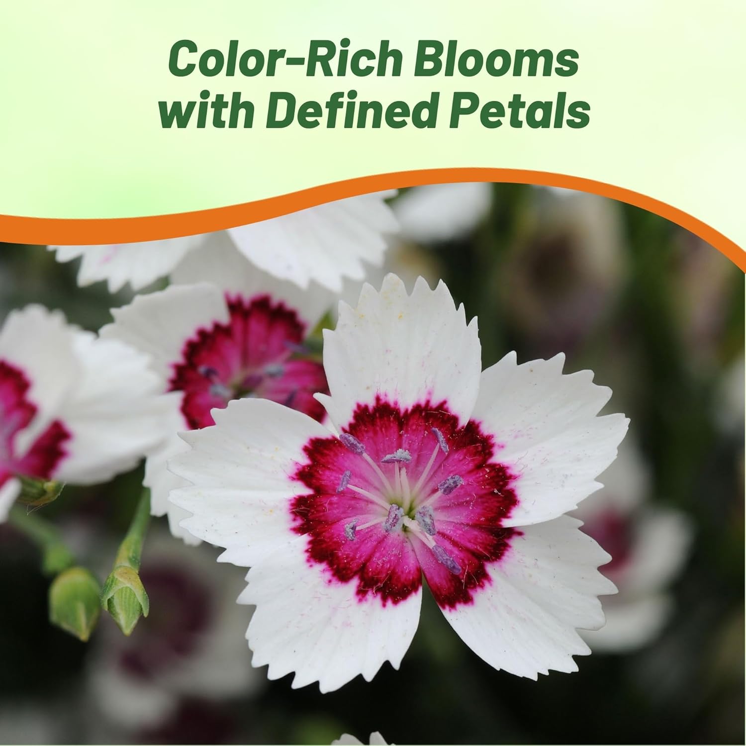 Dianthus Merry-go-round Sweet William