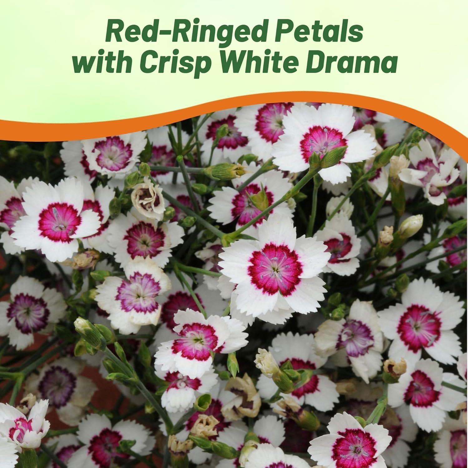 Dianthus Merry-go-round Pollinating Flowers