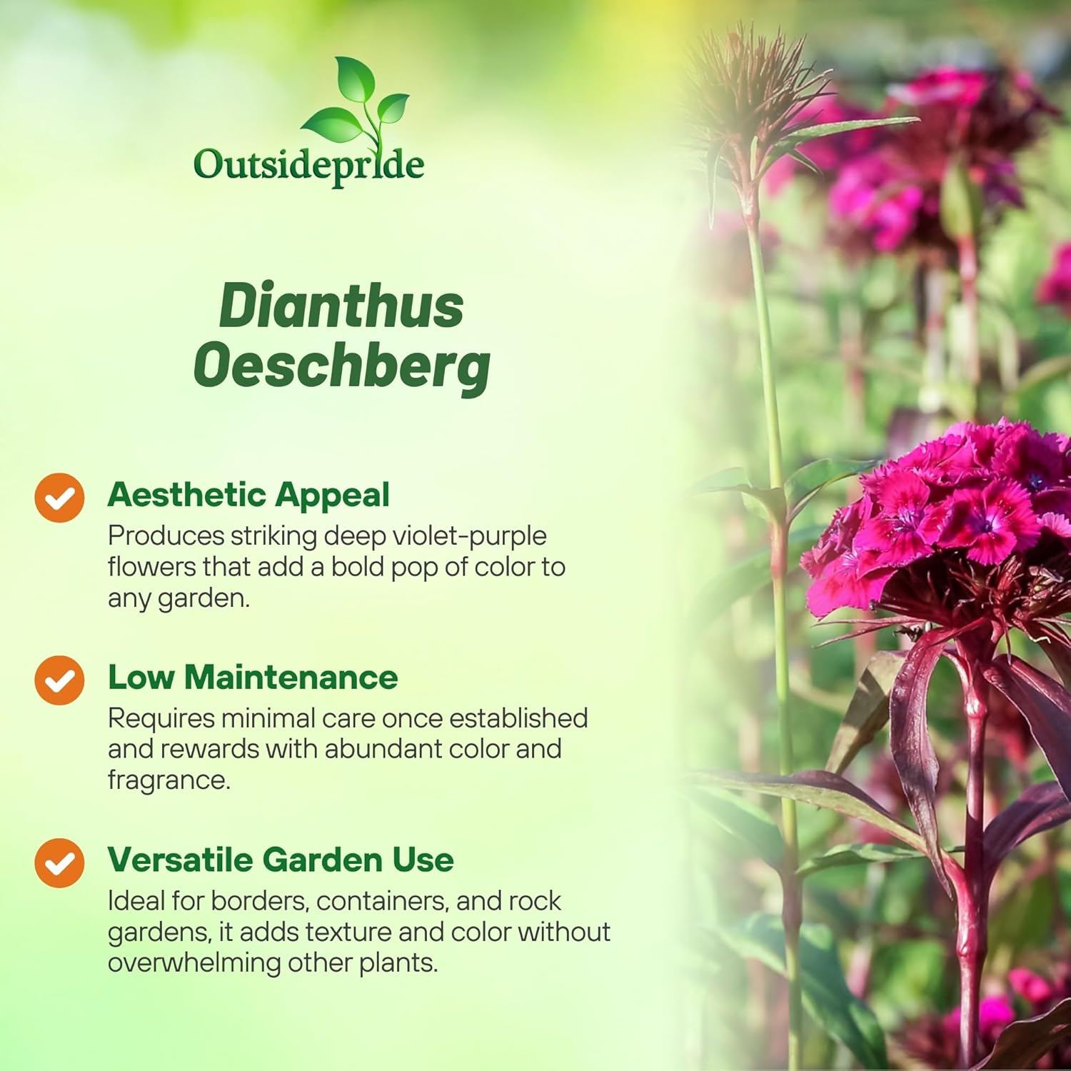 Dianthus Oeschberg Flower From Seeds