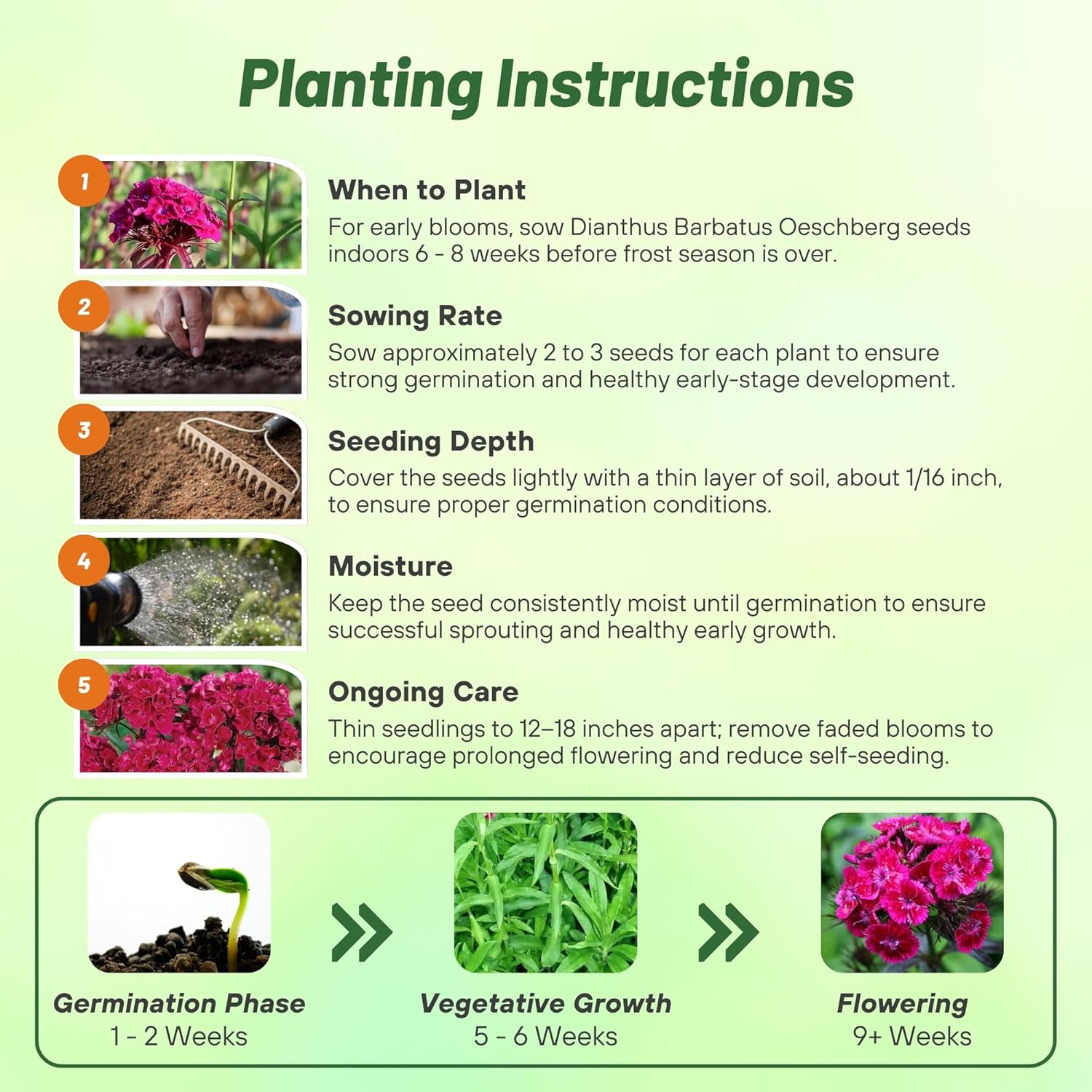 Dianthus Oeschberg Flower Planting Directions