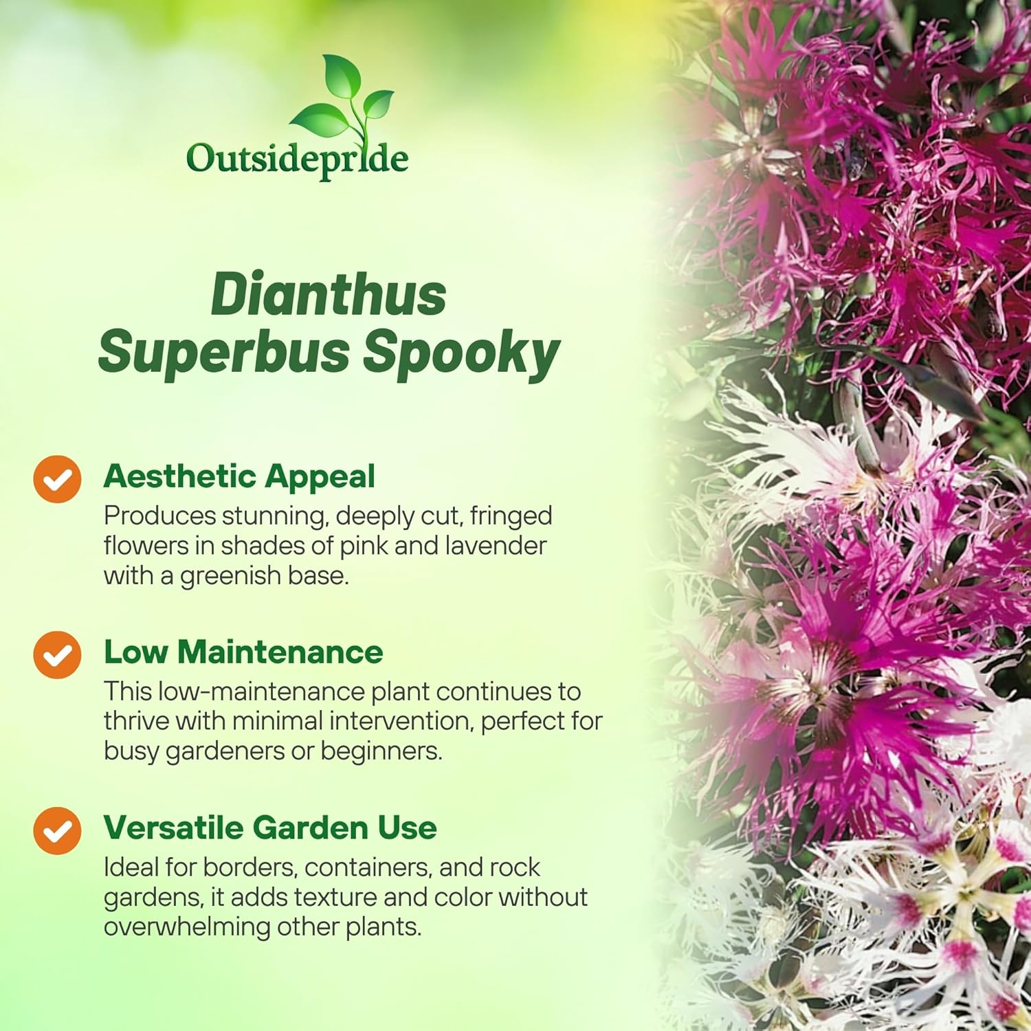 Dianthus Spooky Flower Garden Mix