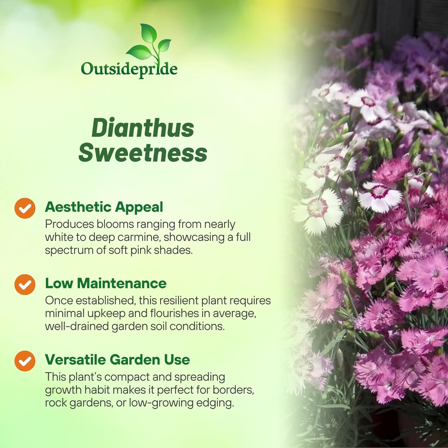 Dianthus Sweetness Garden Flowers