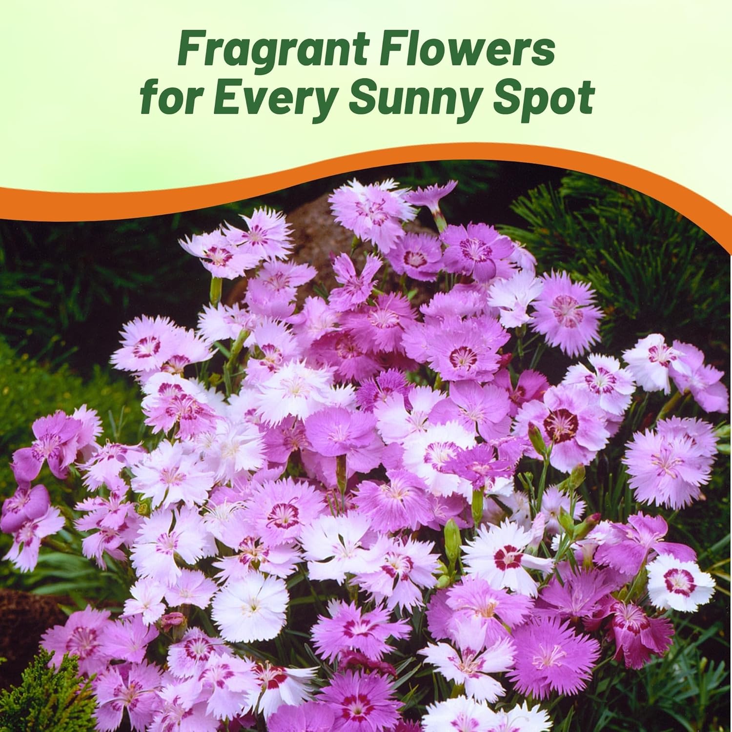 Dianthus Plumaris Sweetness Ground Cover
