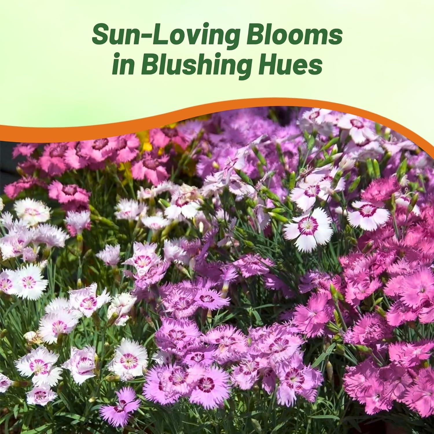 Dianthus Plumaris Sweetness Container Plants