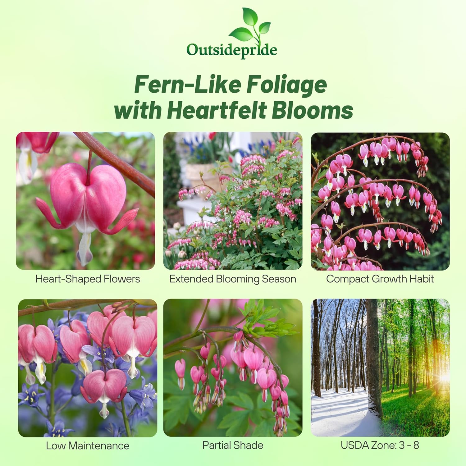 Fringed Bleeding Heart Flower Garden