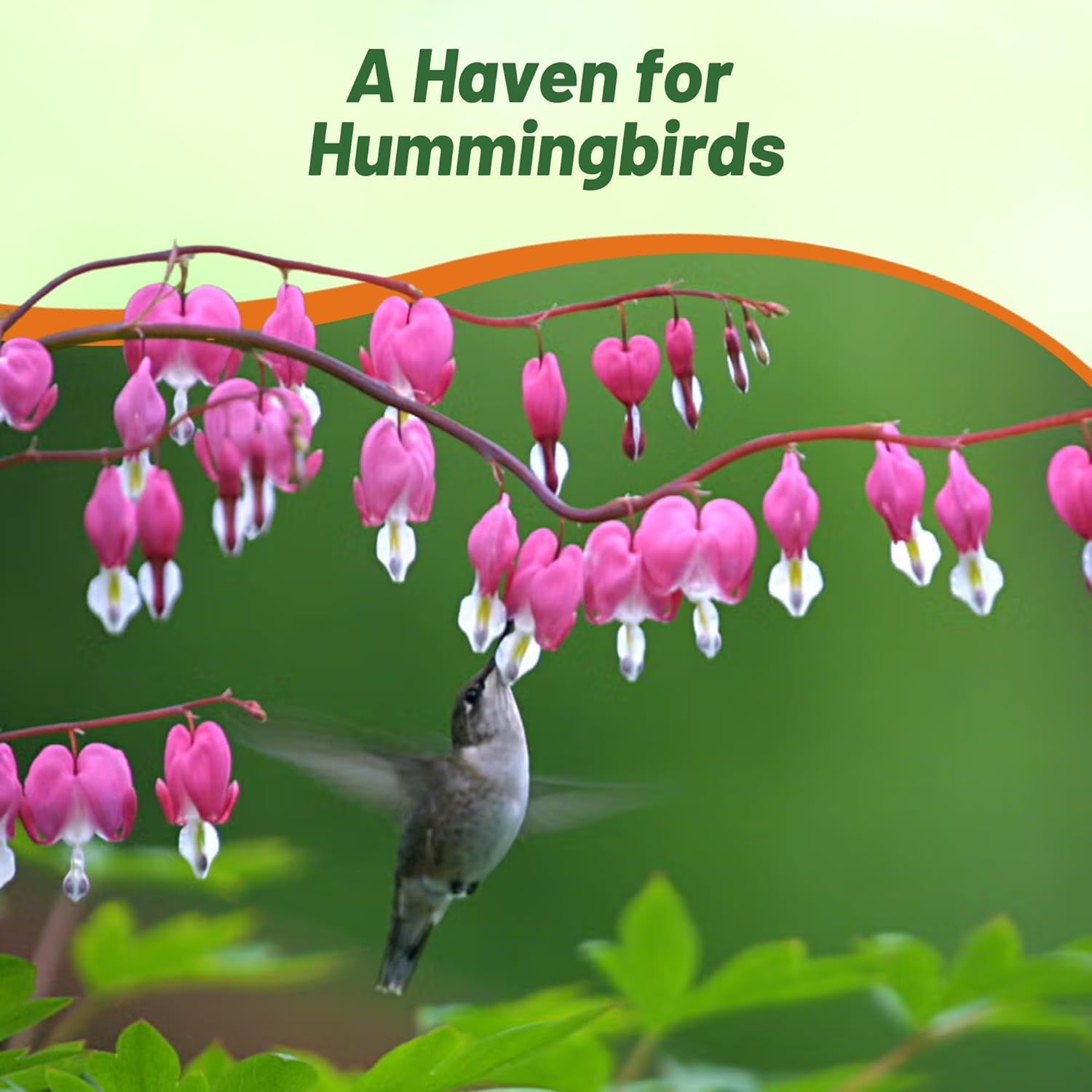 Pink Flowering Dicentra Pollinating Flowers For Bees