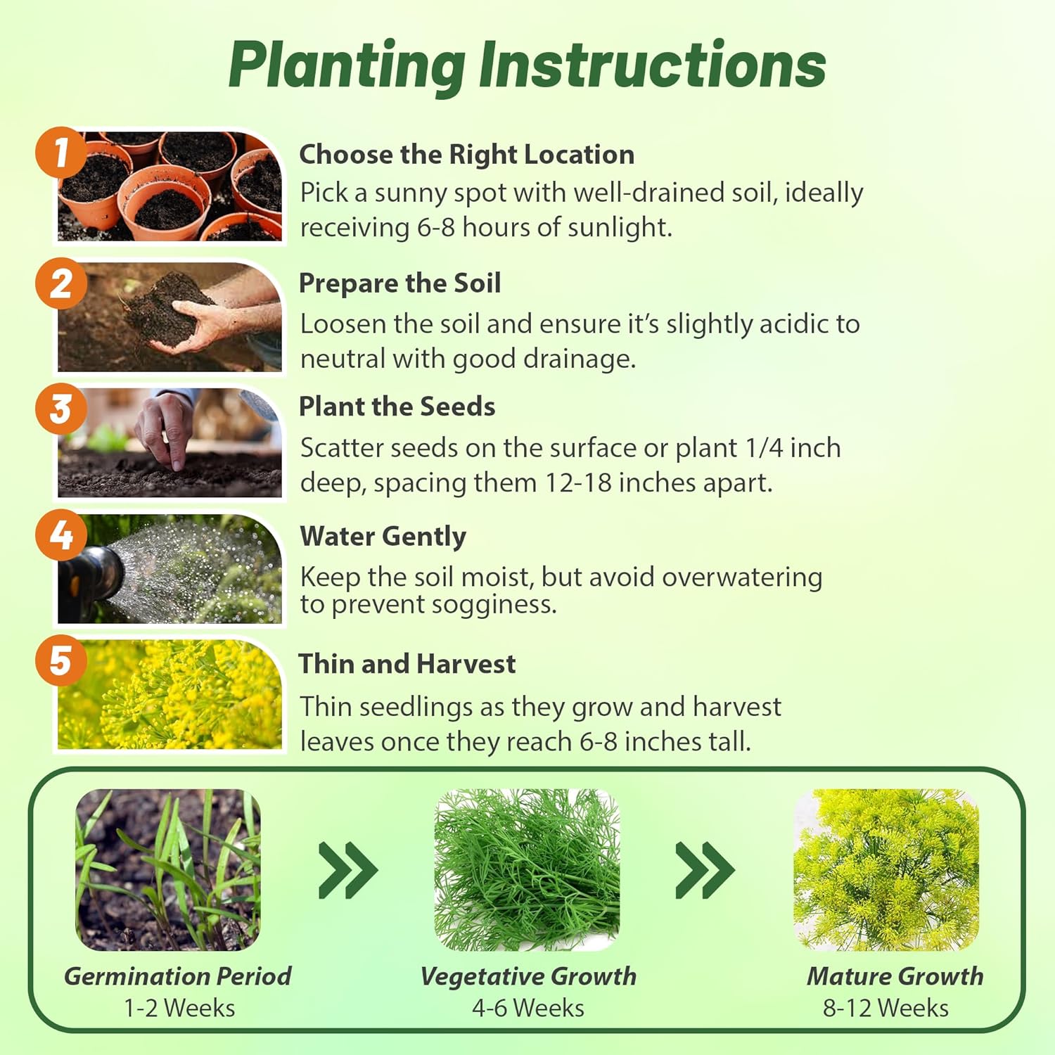 Dill Herb Benefits