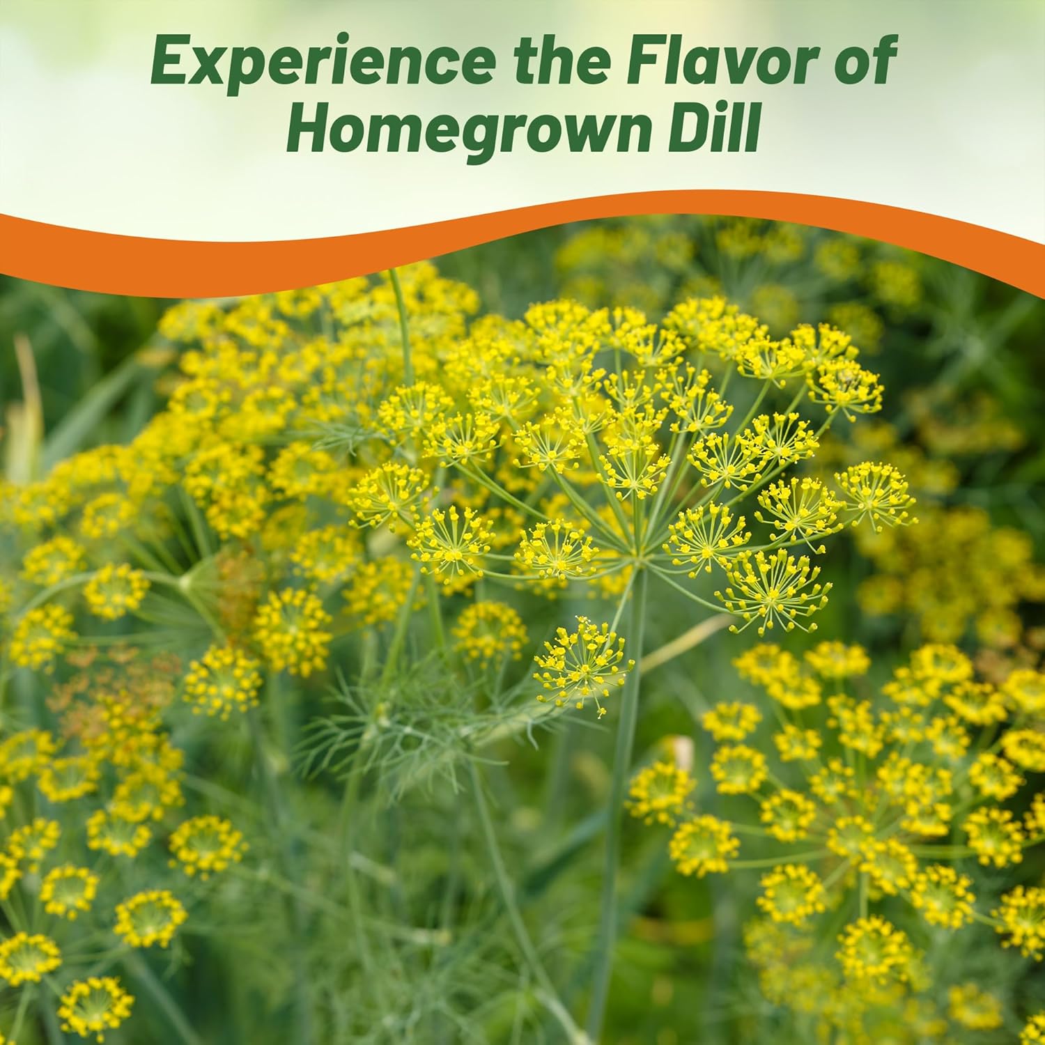 Dill Herb Garden