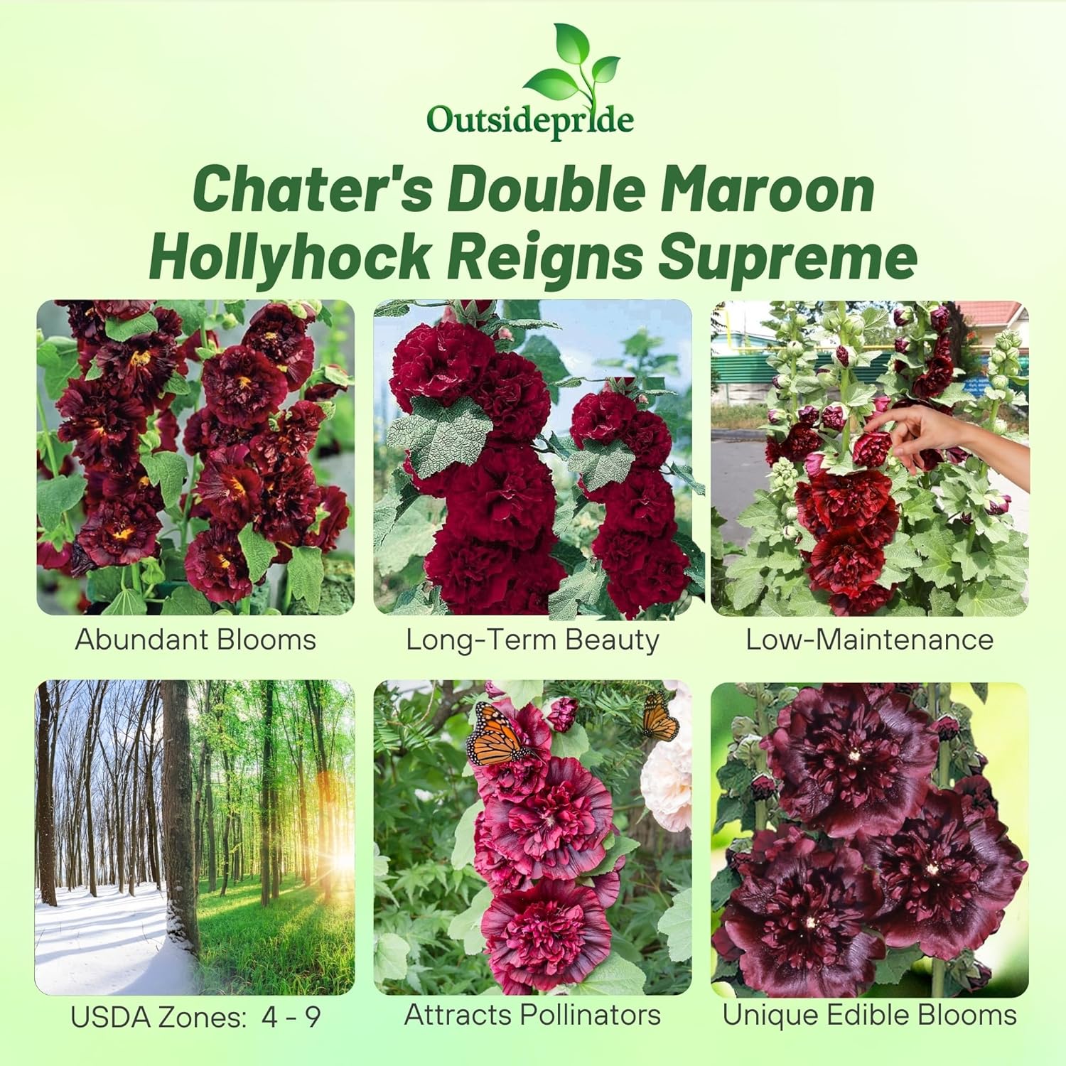 Hollyhock Double Maroon Garden Flowers