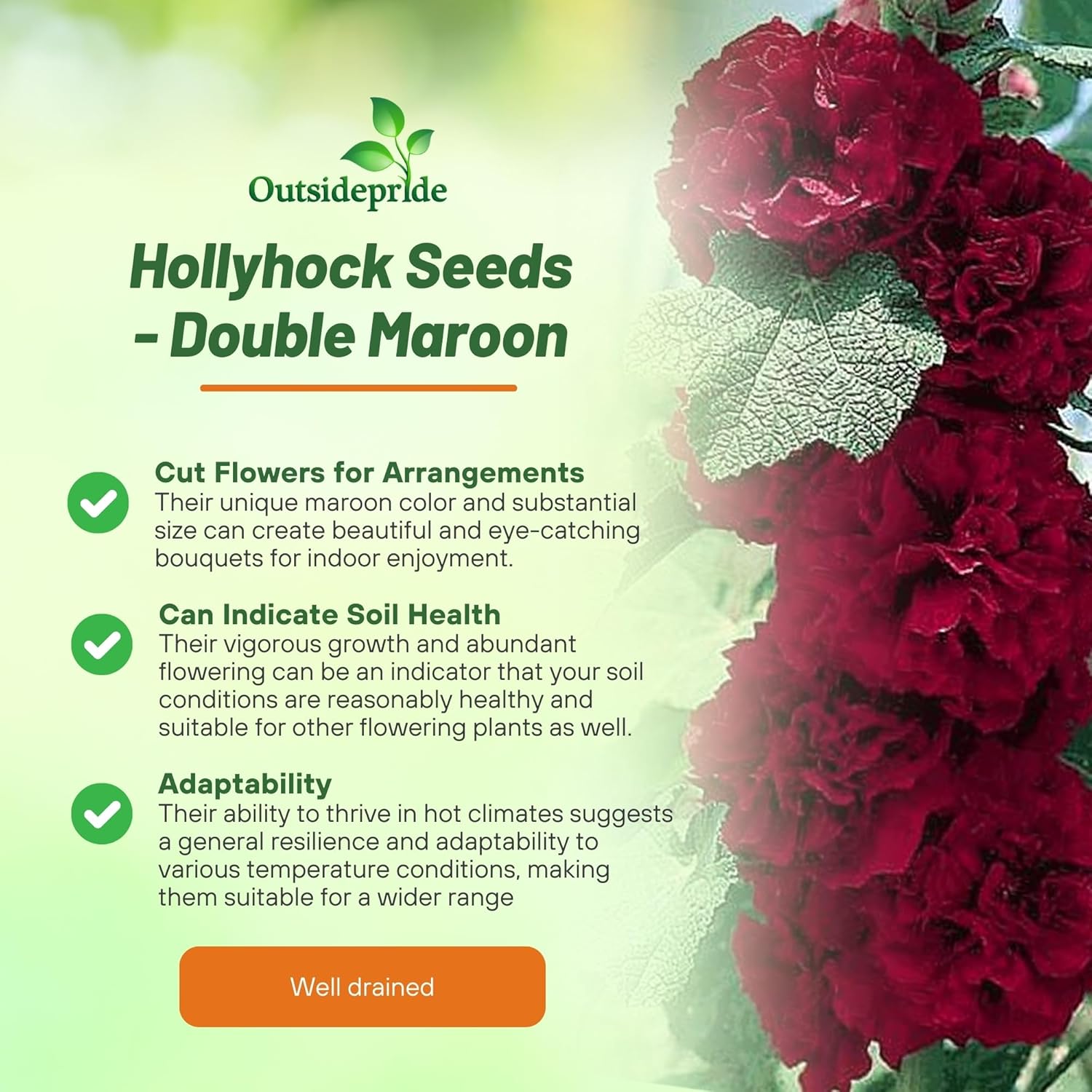 Alcea Rosea Chaters Double Maroon Flowers