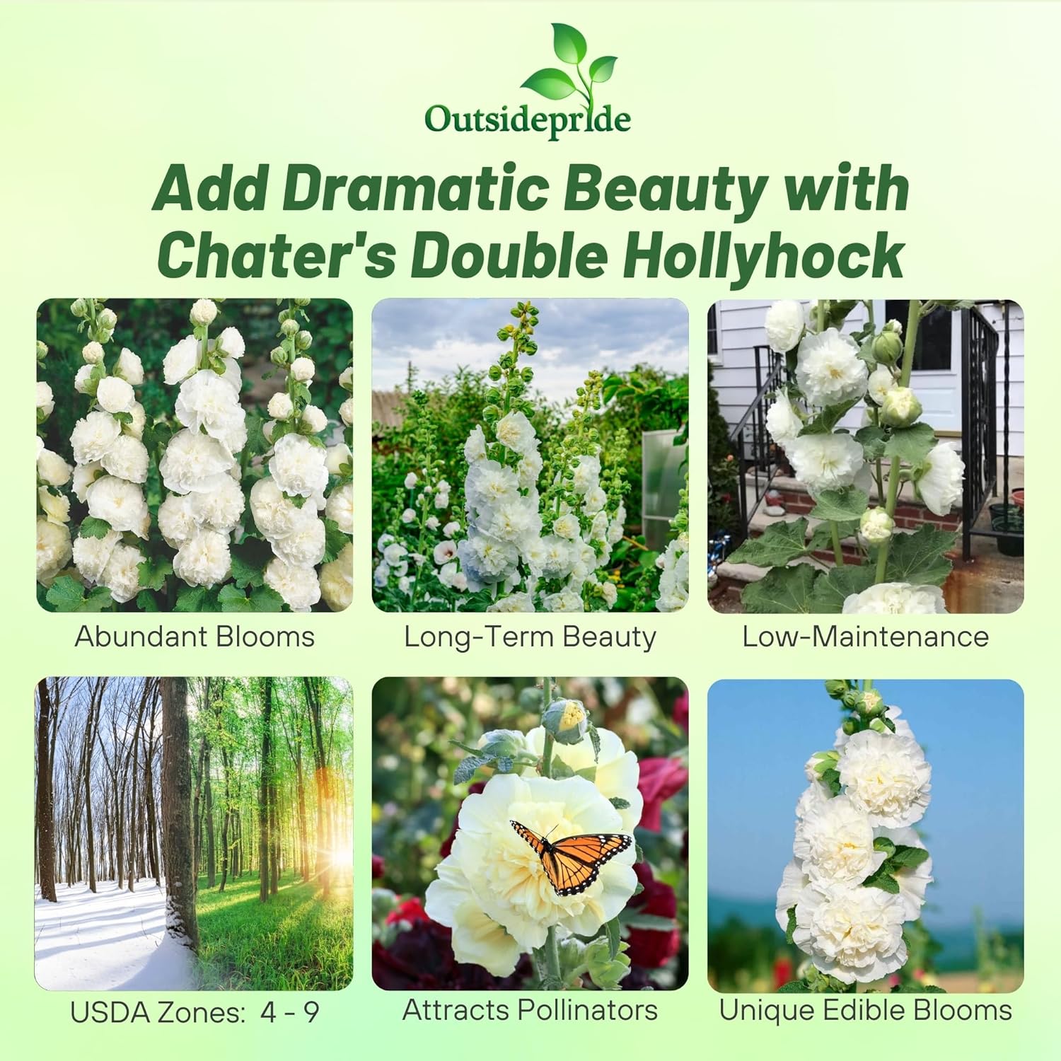 Hollyhock Double White Garden Flowers