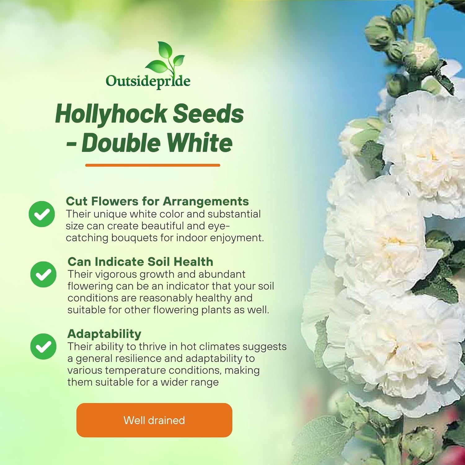 Hollyhock Double White Uses