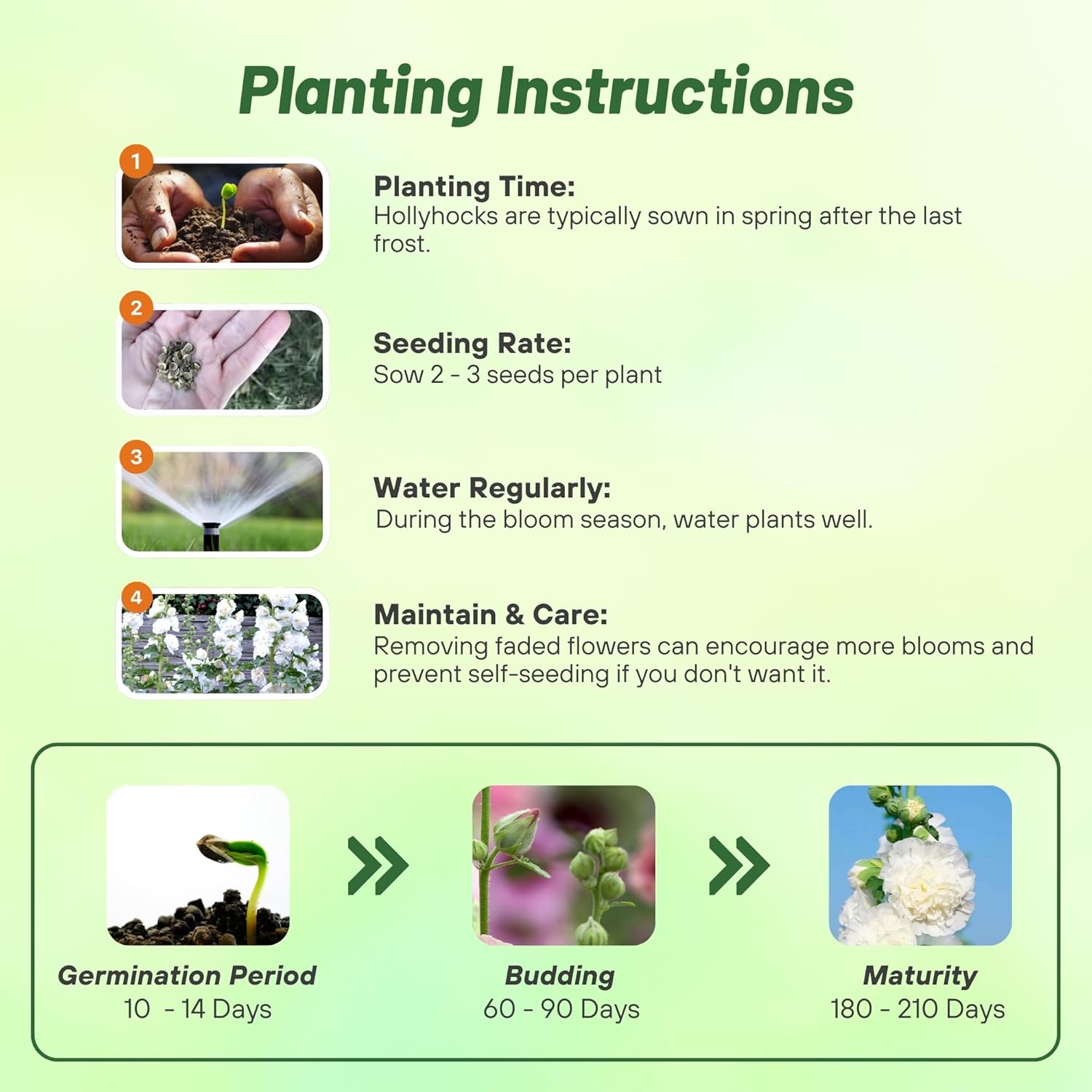 Hollyhock Double White Planting Directions