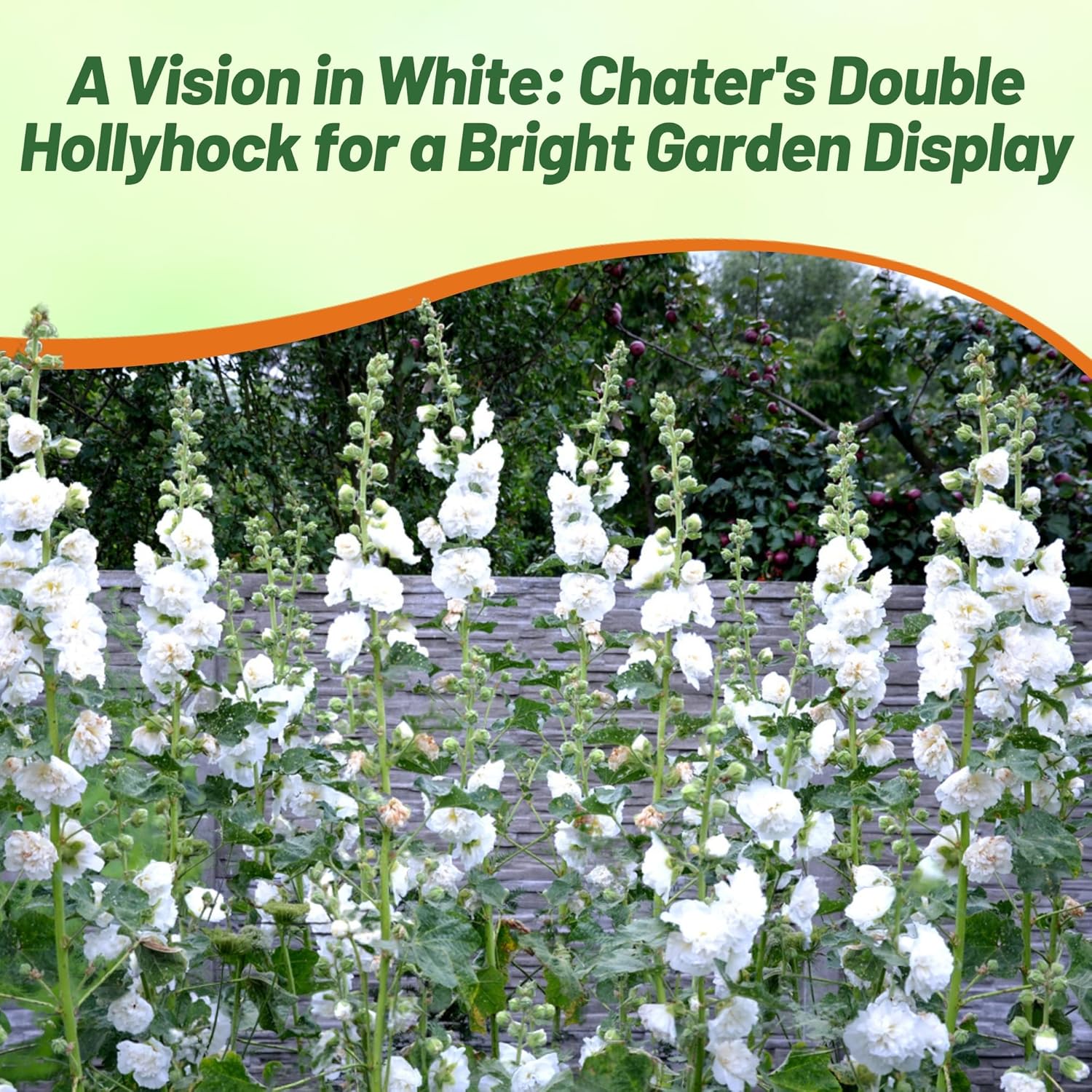 Hollyhock Double White Flower Bed