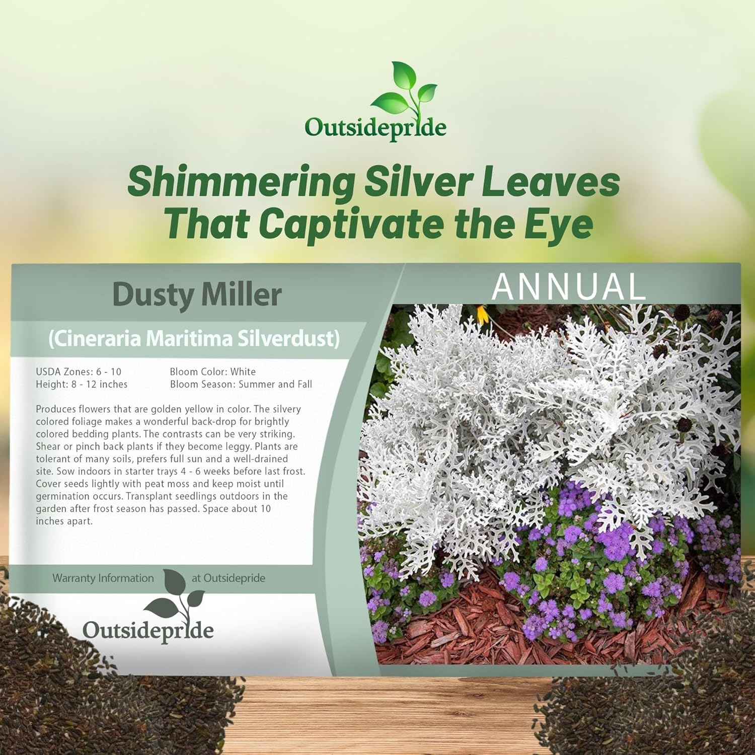 Dusty Miller Flower Seed Packet