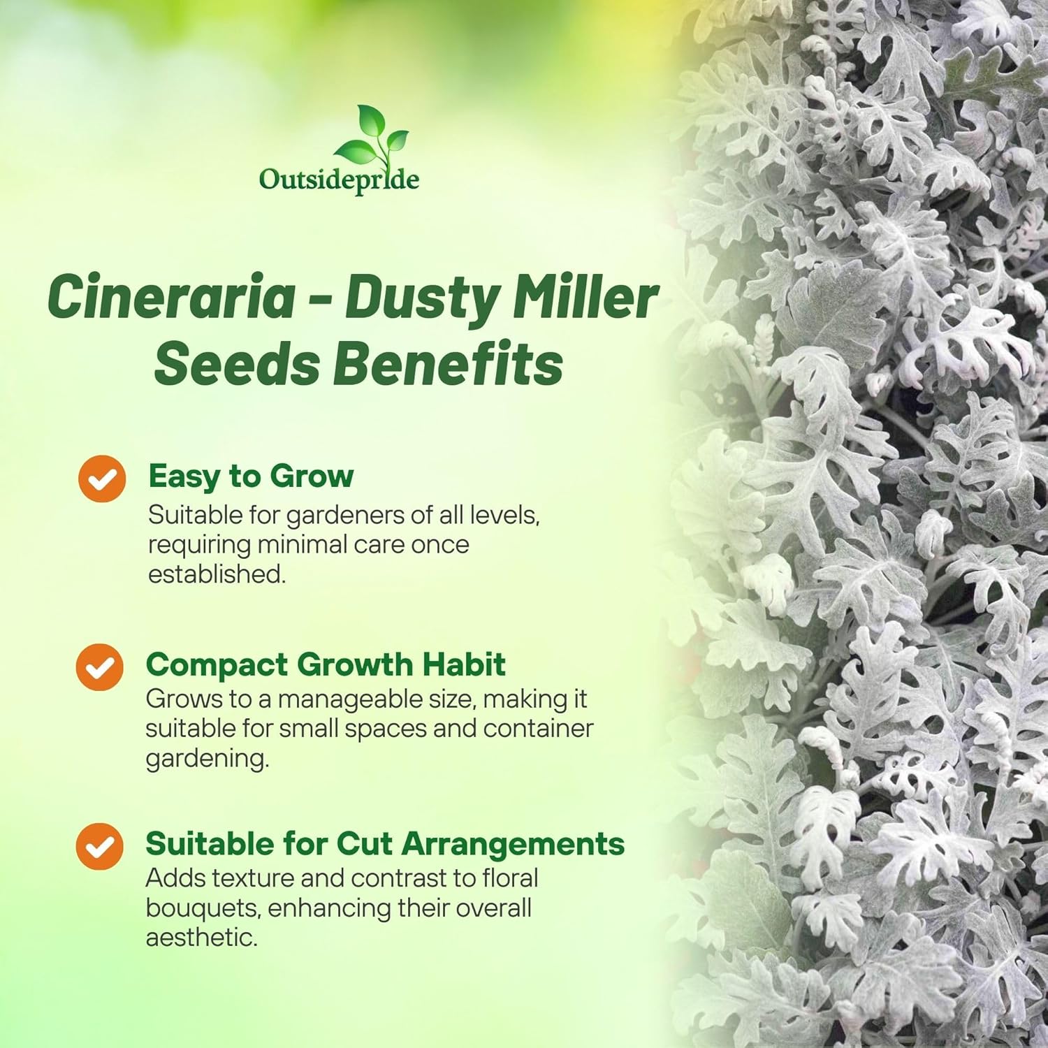 Dusty Miller Flower Garden