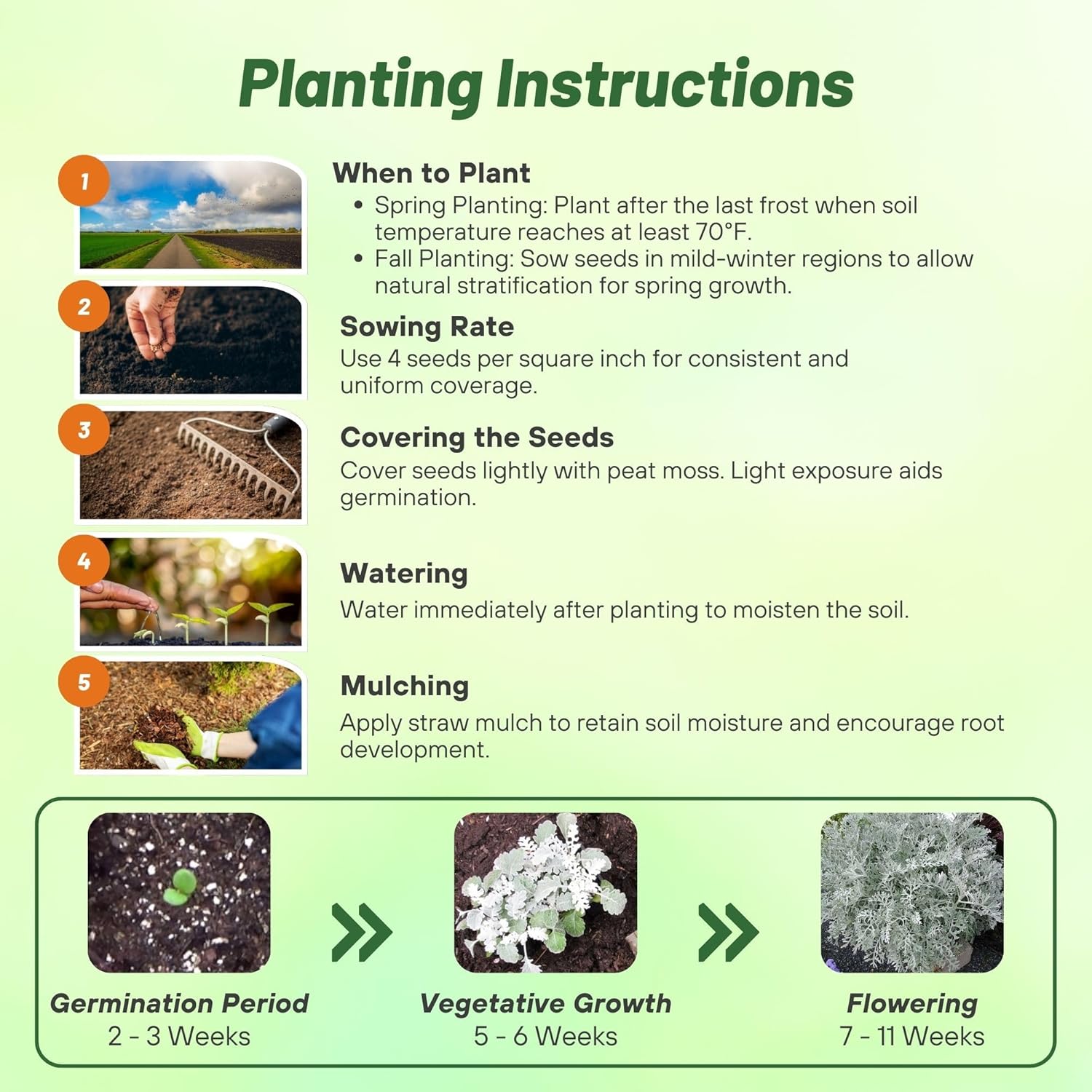 Dusty Miller Flower Seed Planting Directions