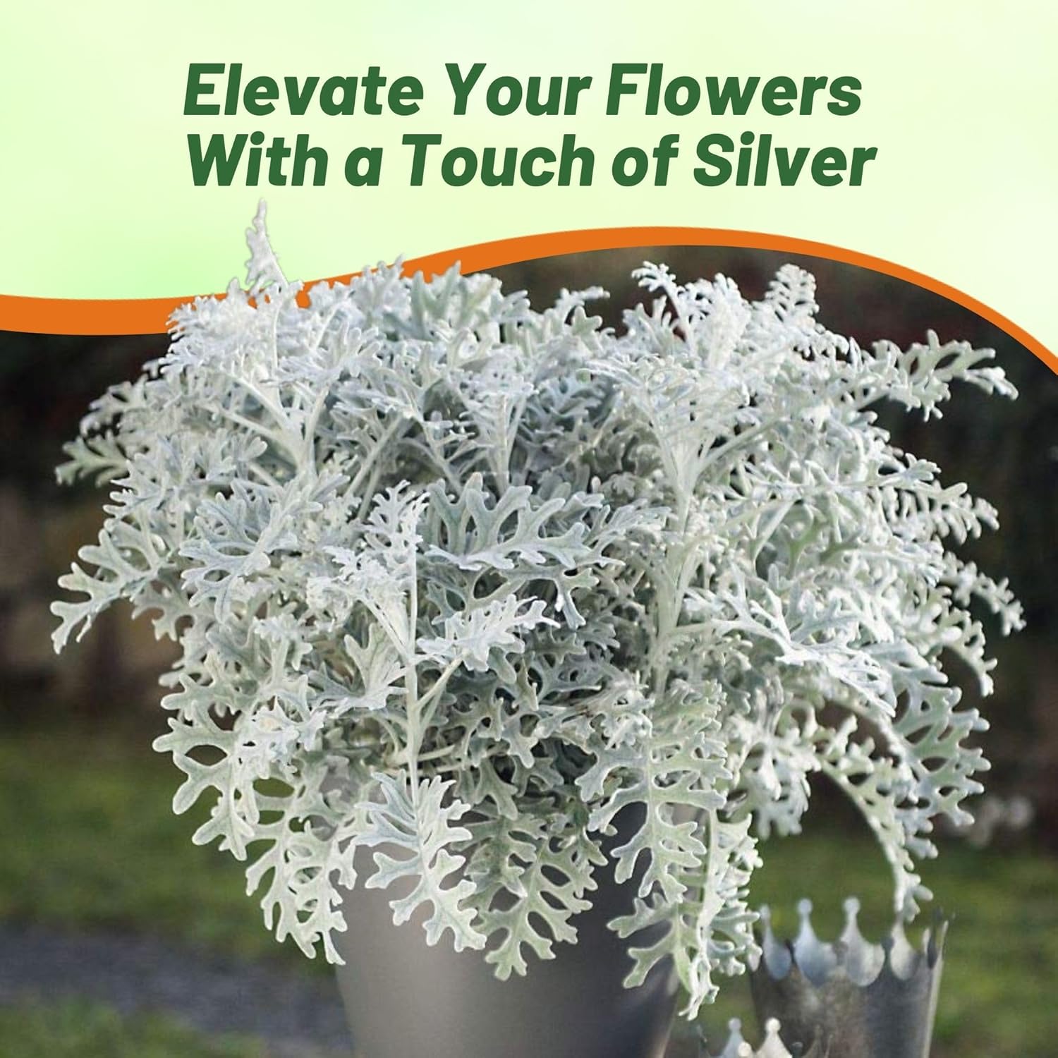 Dusty Miller Container Plant
