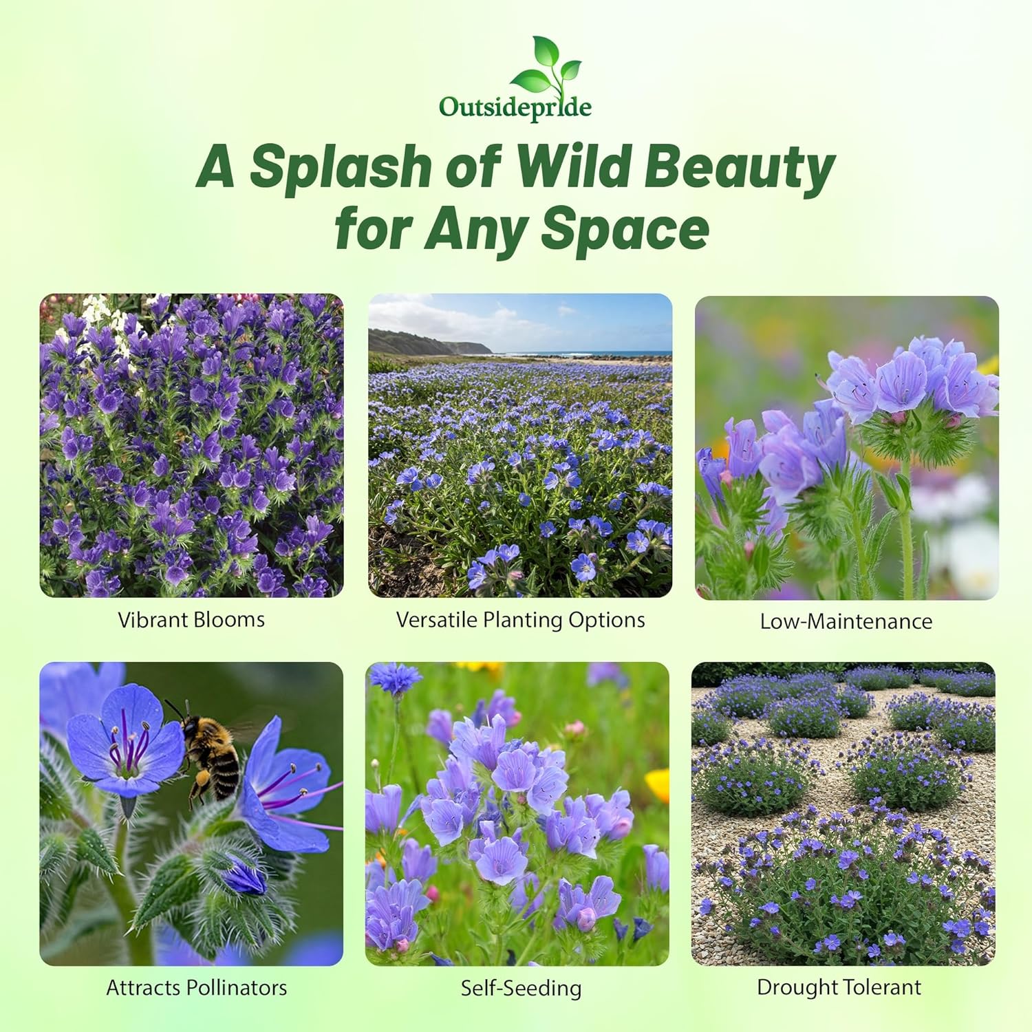 Blue Viper's Bugloss Flower Garden