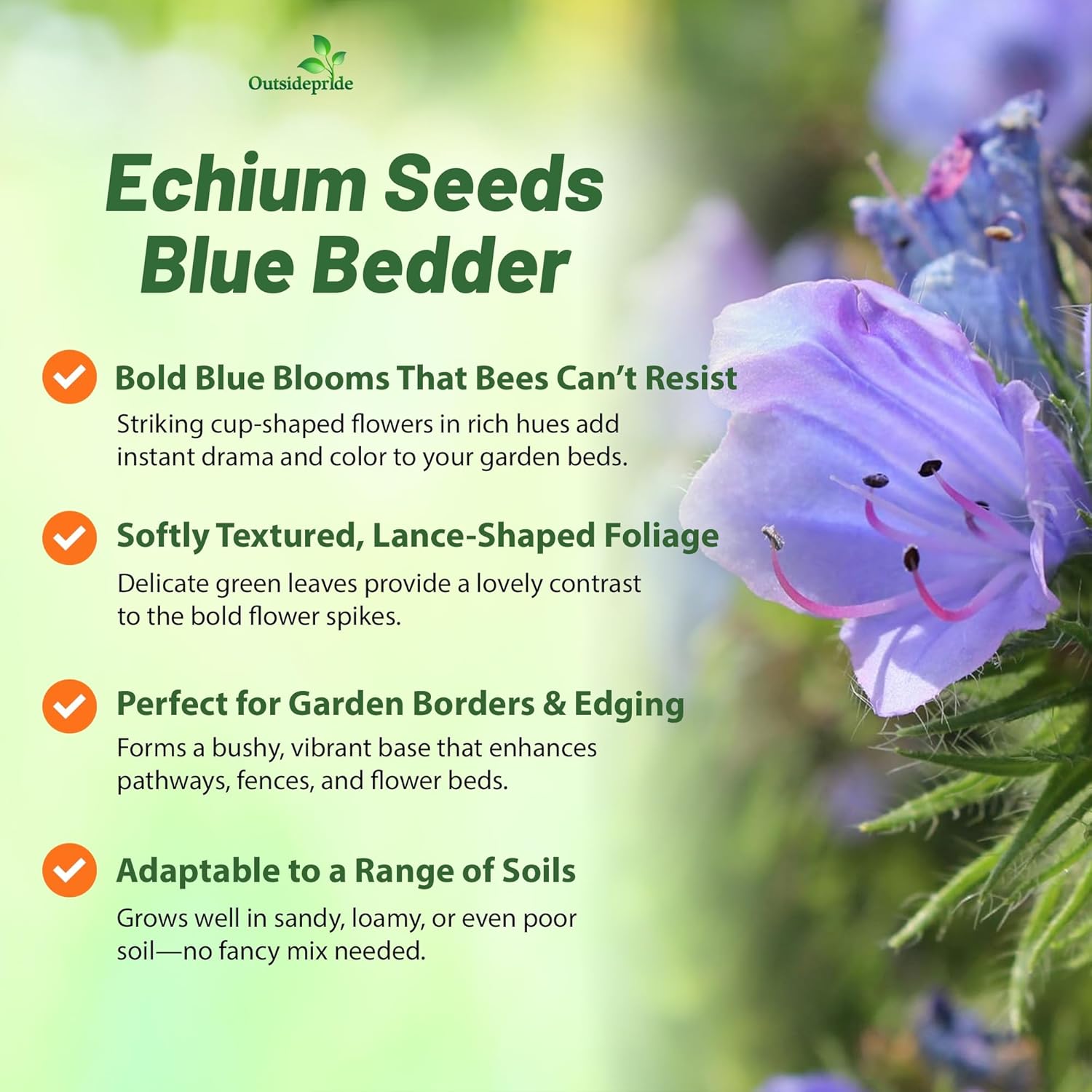 Echium Blue Bedder Flower Garden