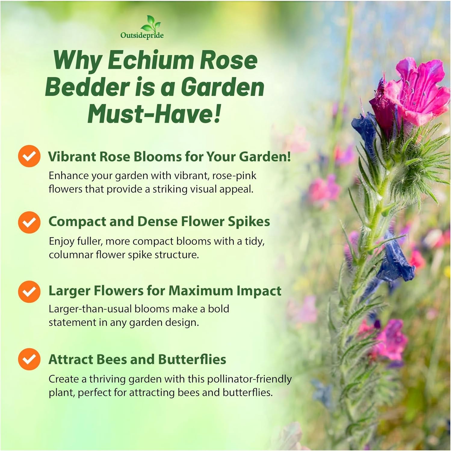 Echium Rose Bedder Flower Garden