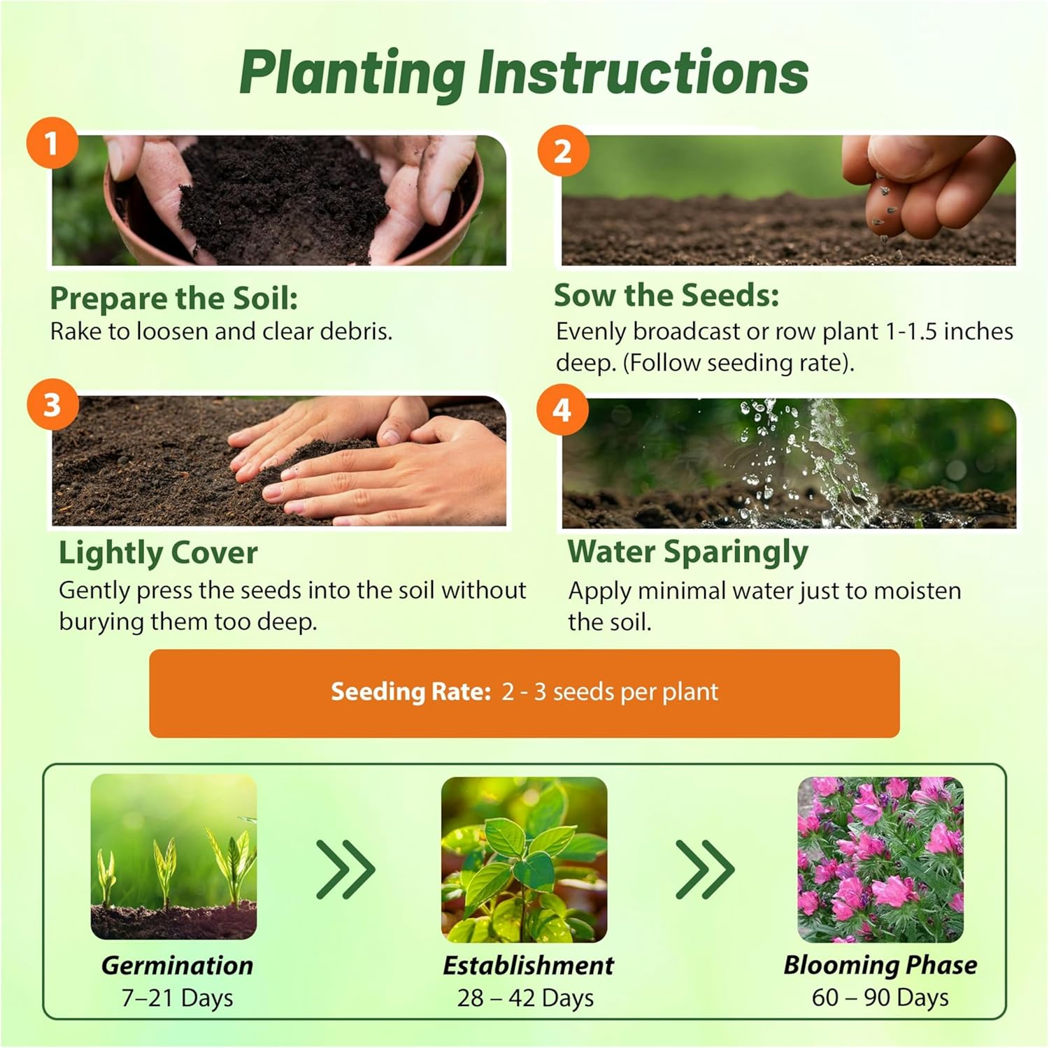 Echium Rose Bedder Flower Seed Planting Directions