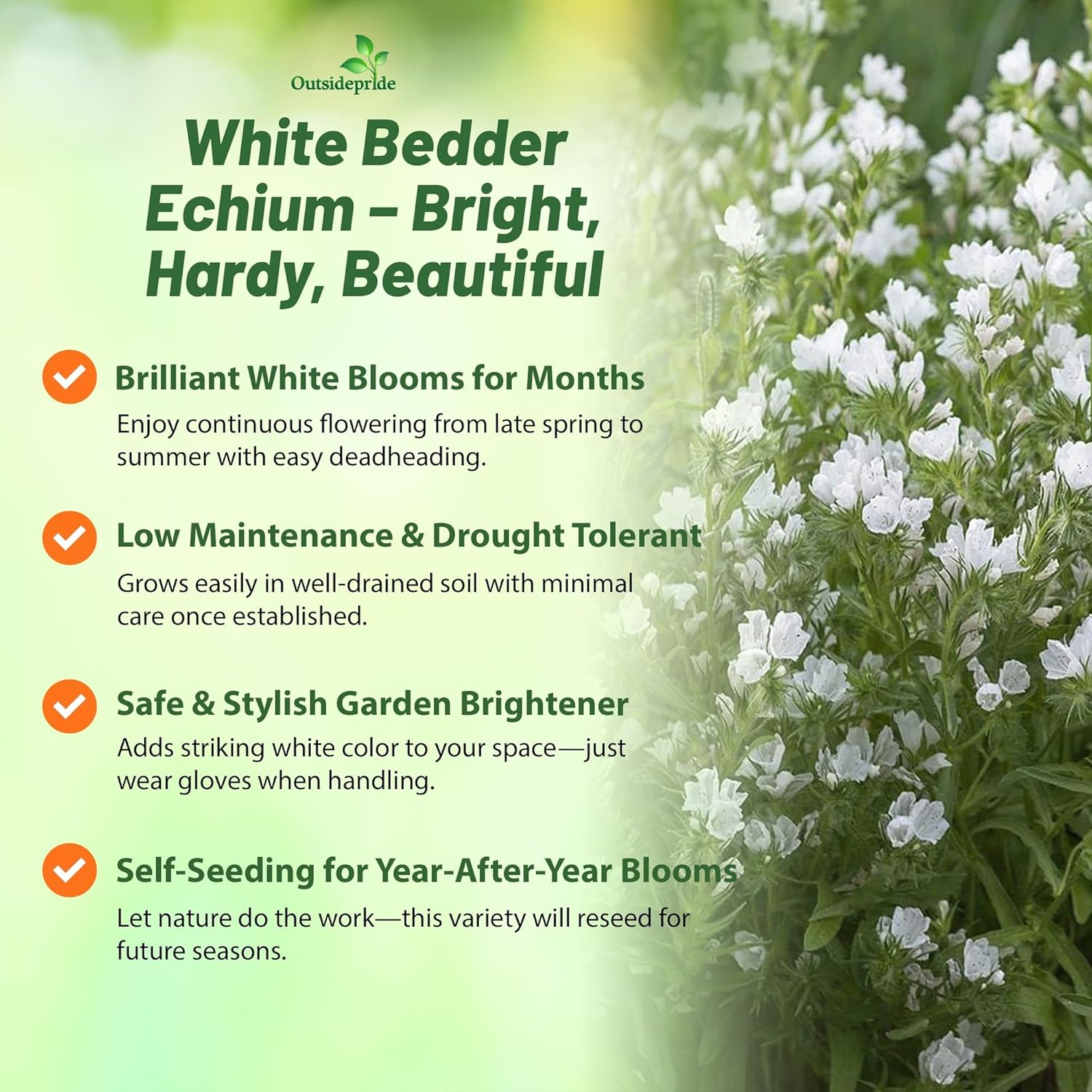 Echium White Bedder Flower Garden