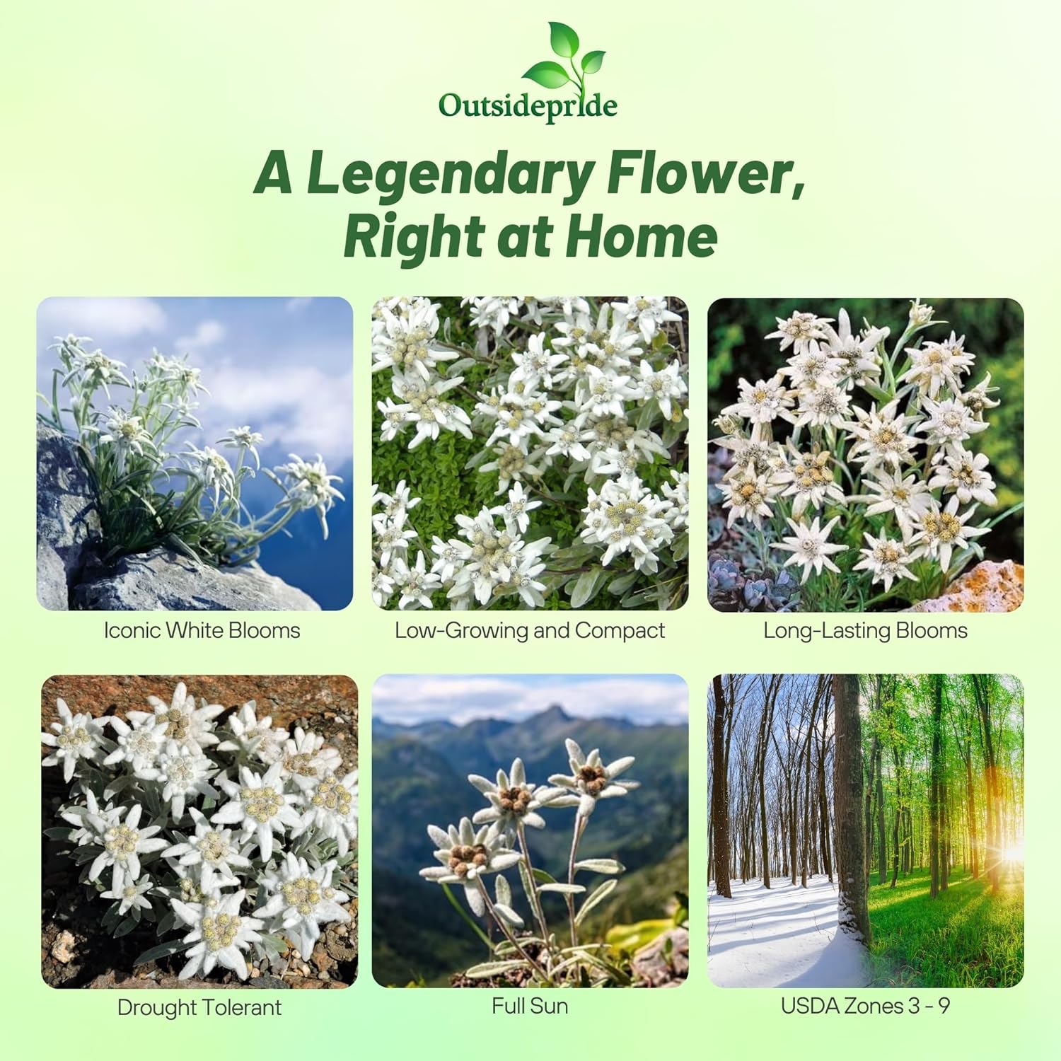 Leontopodium Alpinum Ground Cover
