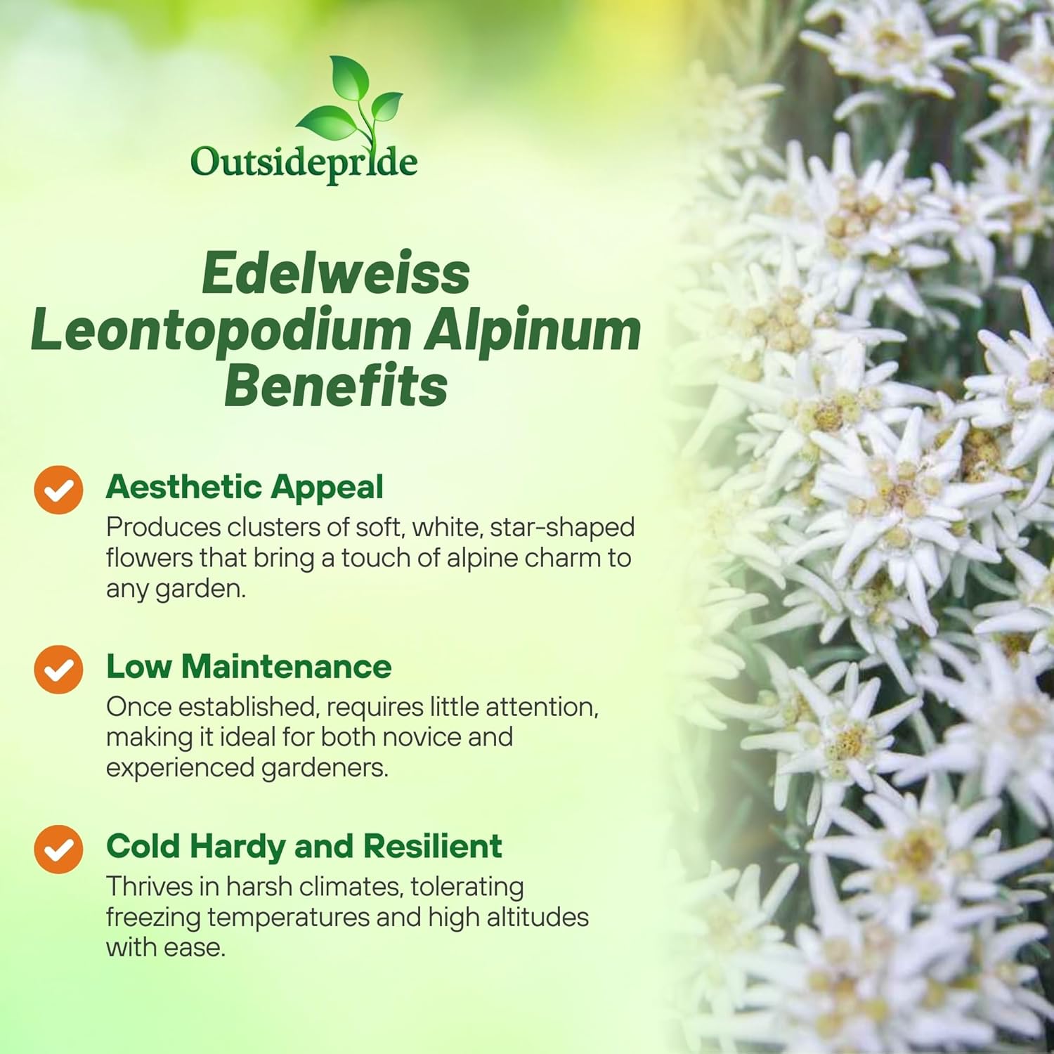 Perennial Edelweiss Ground Cover Plants