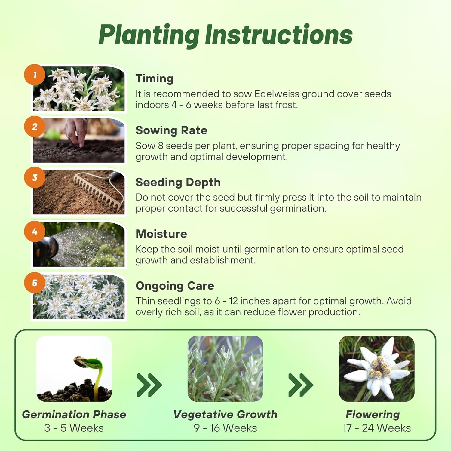 Edelweiss Groundcover Planting Directions