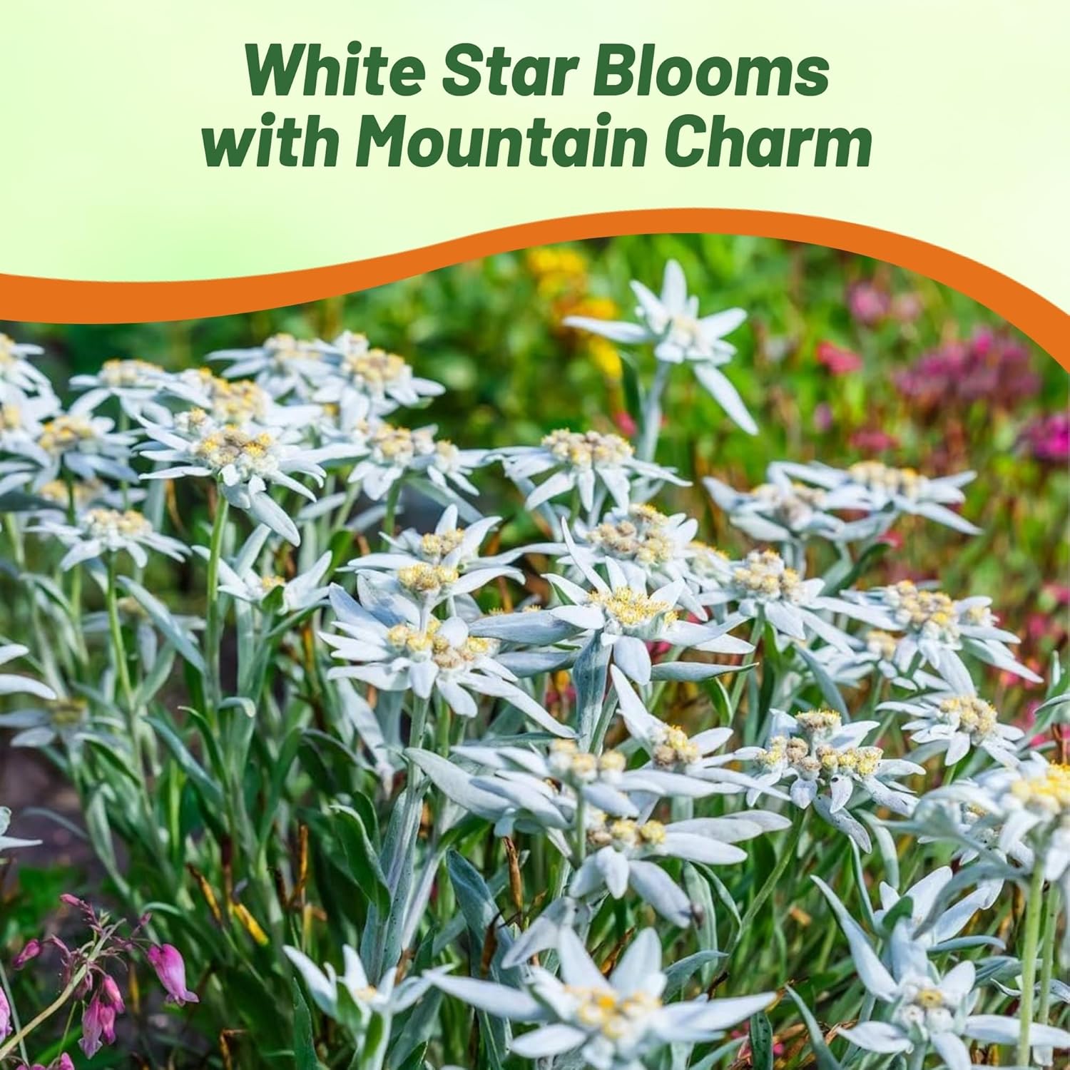 White Flowering Edelweiss Groundcover