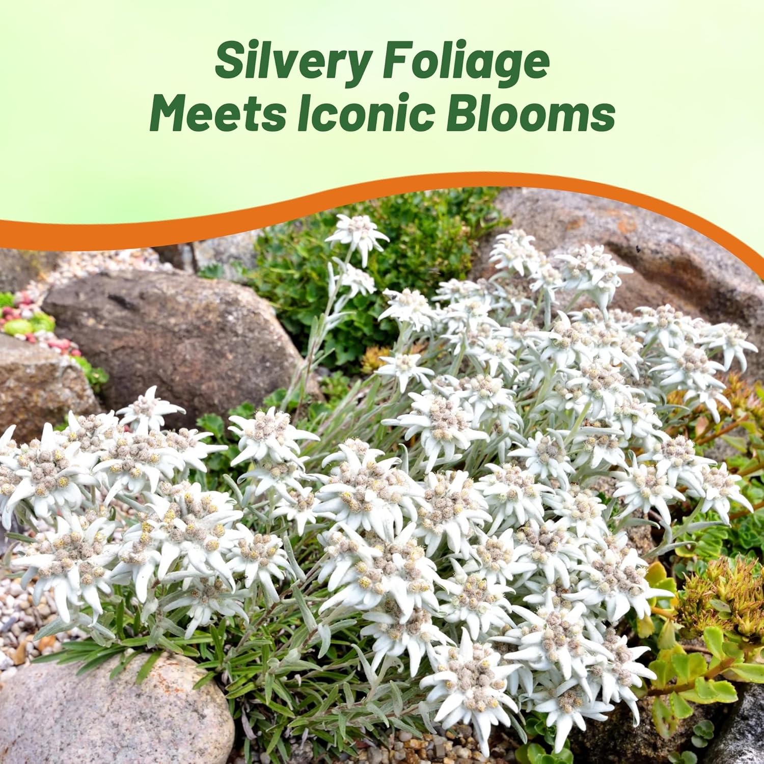 Spreading Edelweiss Ground Cover