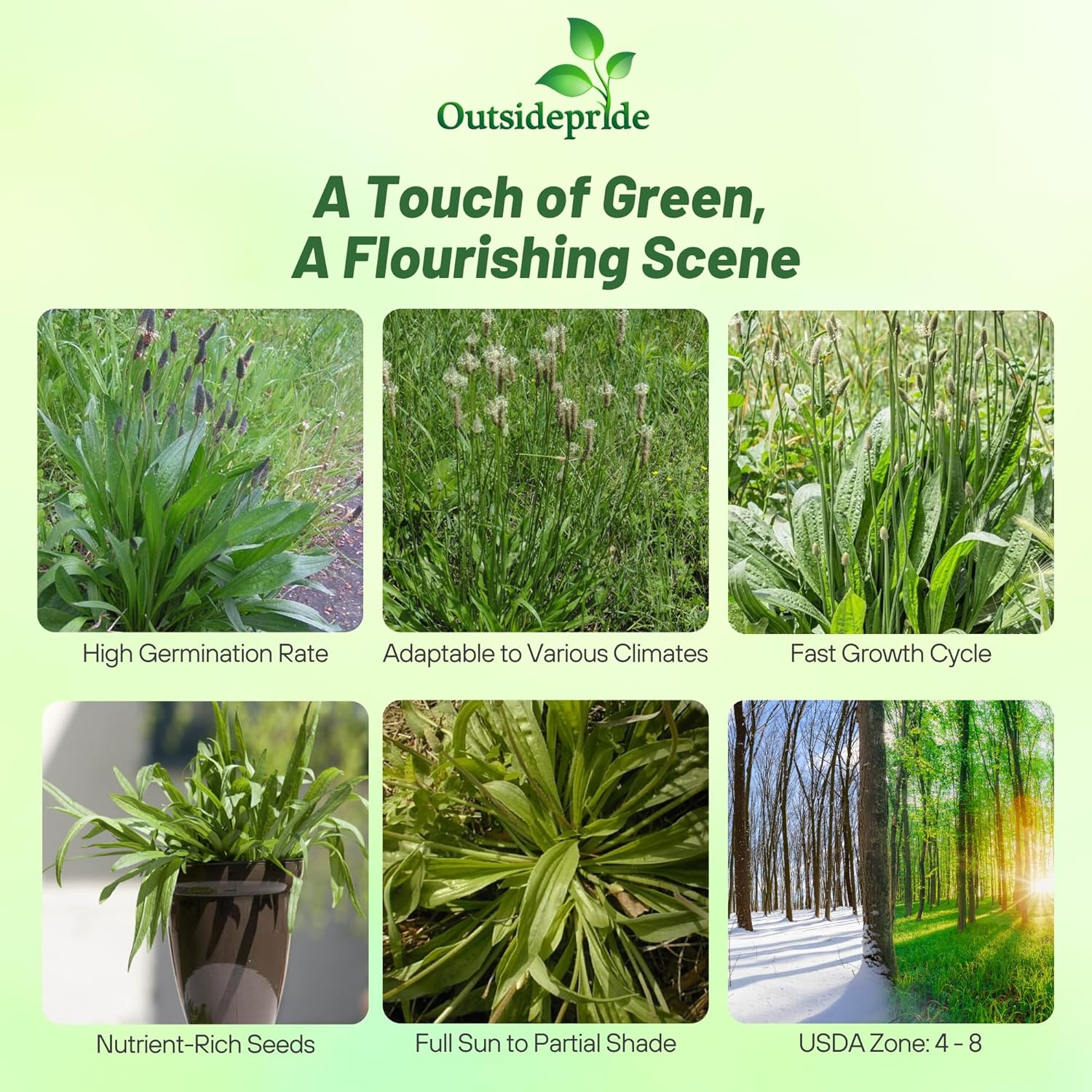 English Plantain Herb Plants