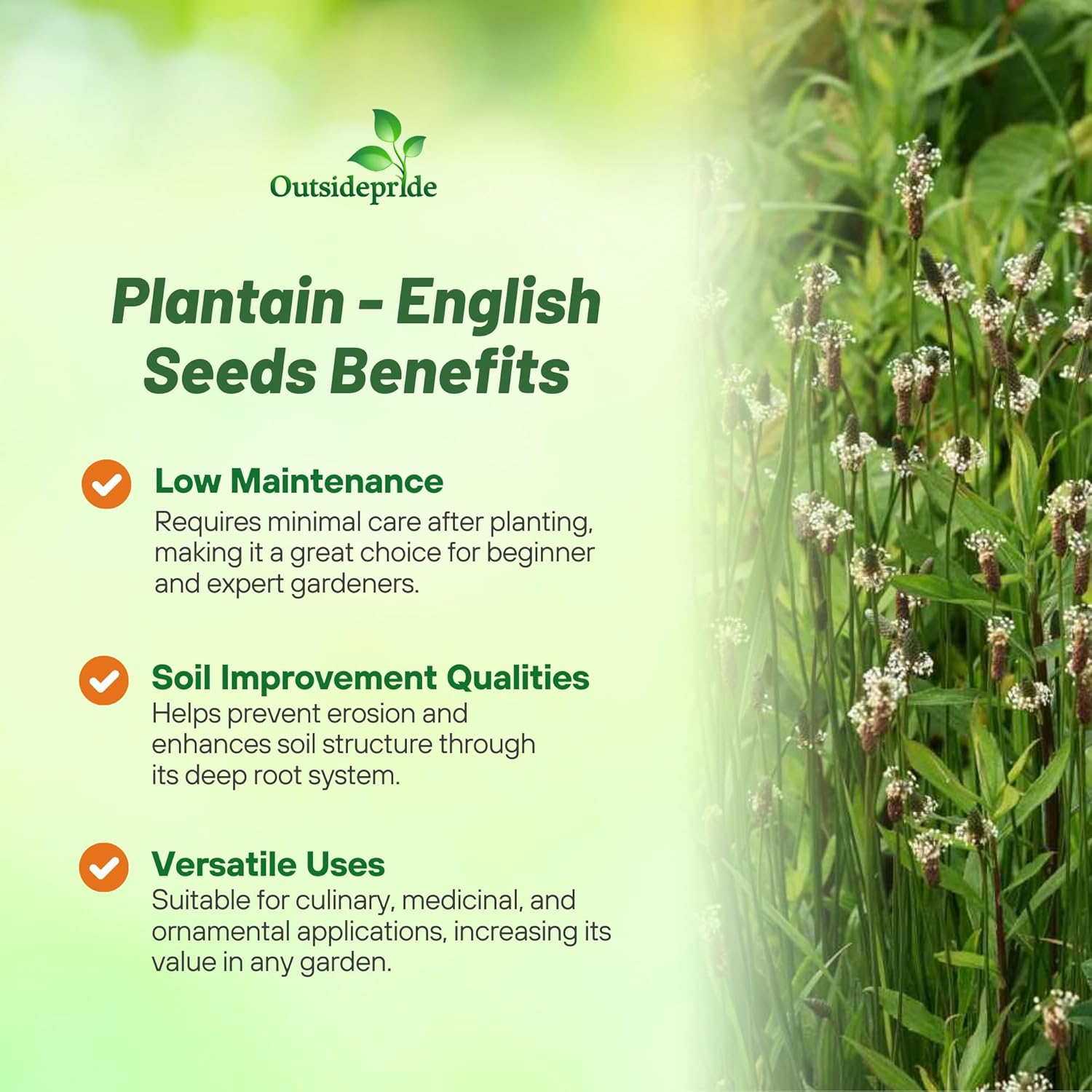 English Plantain Plants