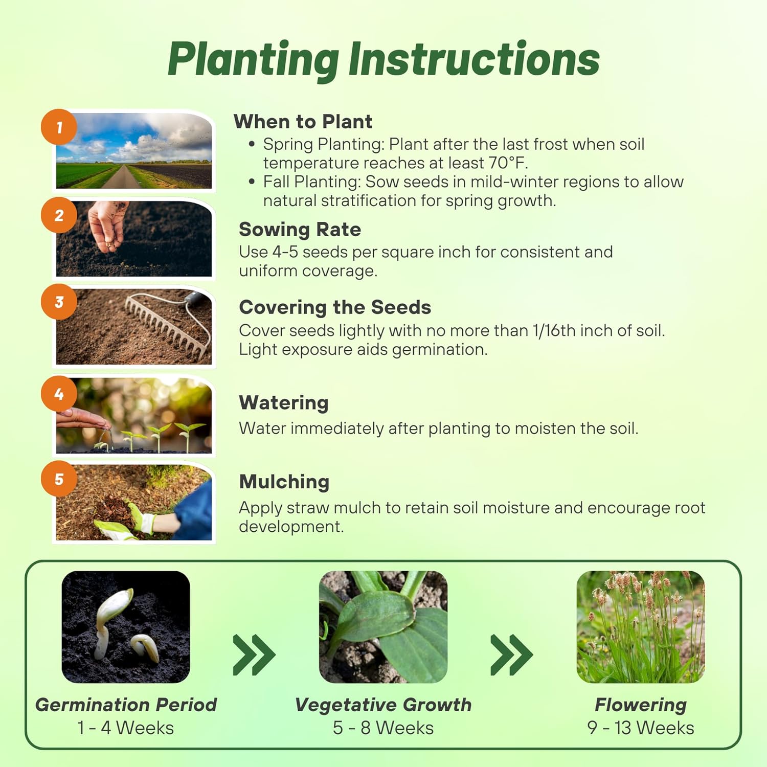 Plantago Lanceolata Planting Directions