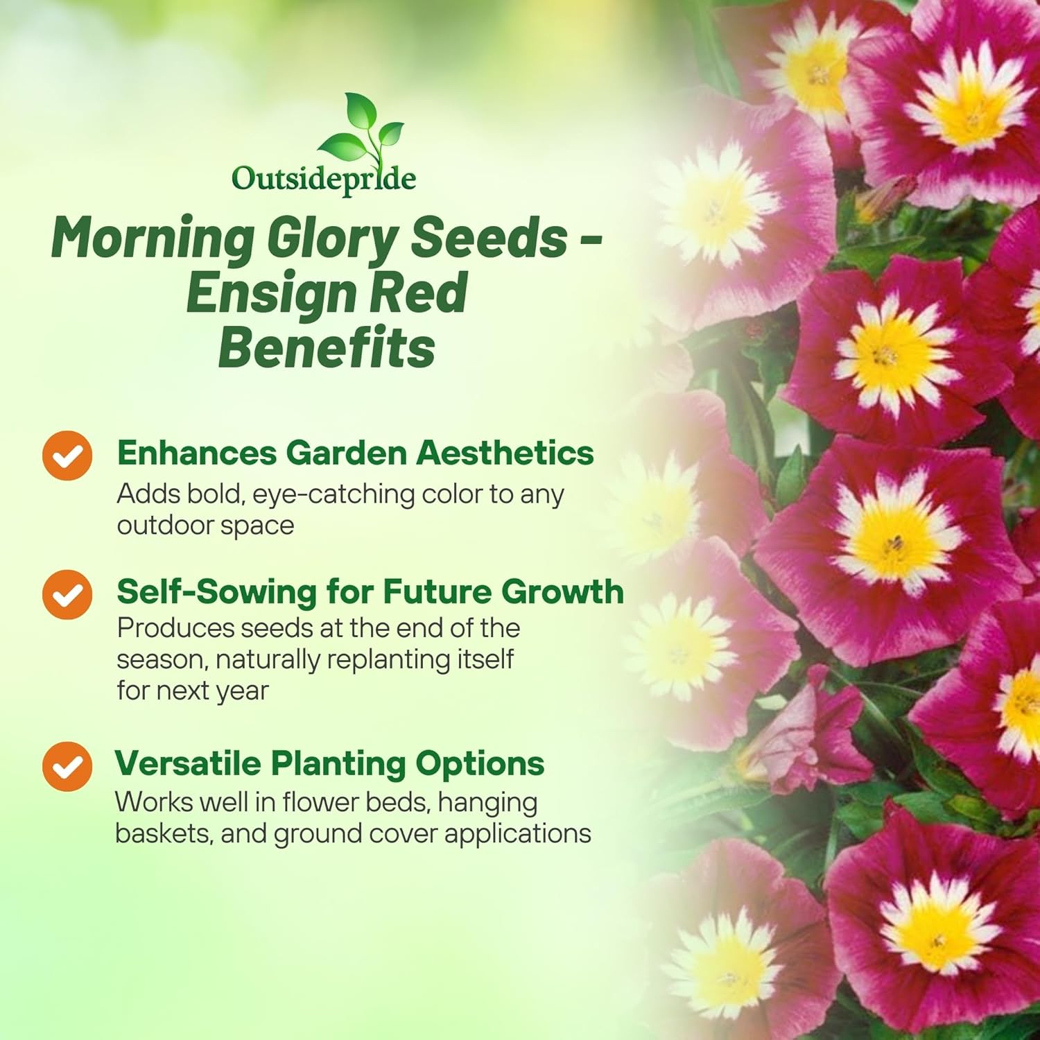 Red Ensign Morning Glory Flowers