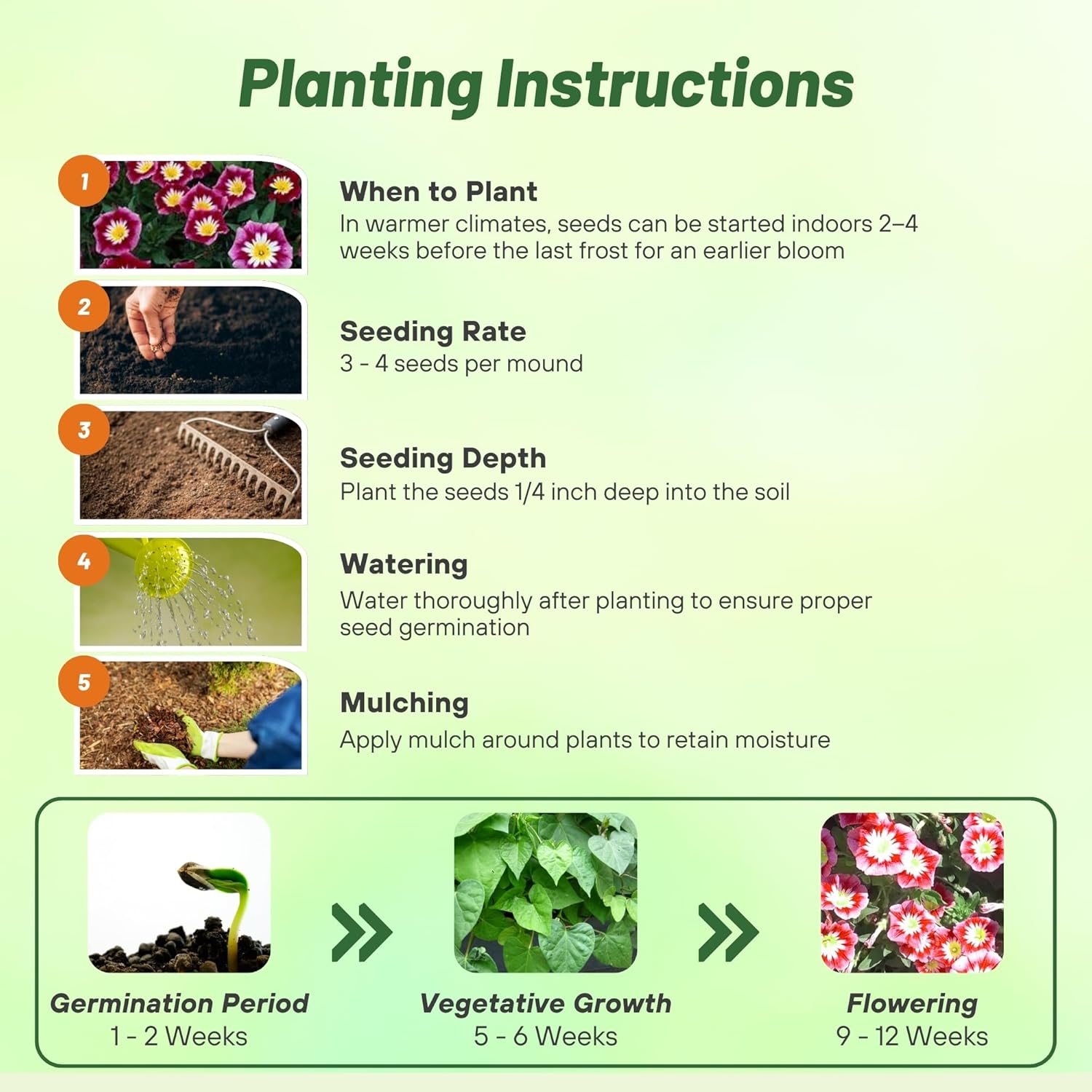 Red Ensign Morning Glory Planting Directions