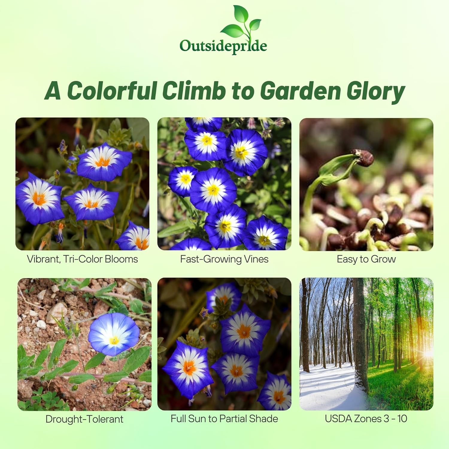 Royal Ensign Morning Glory Climbing Vines