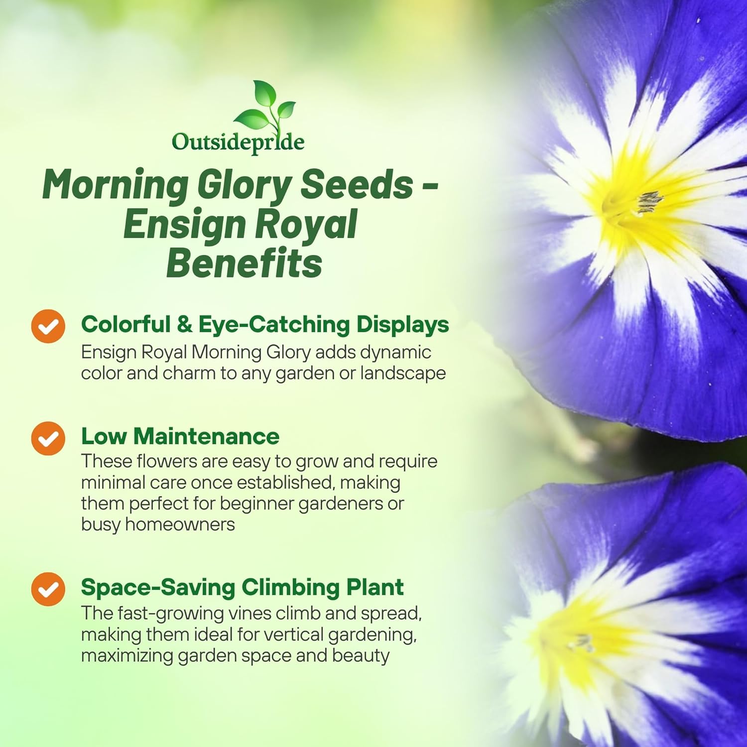 Royal Ensign Morning Glory Vines