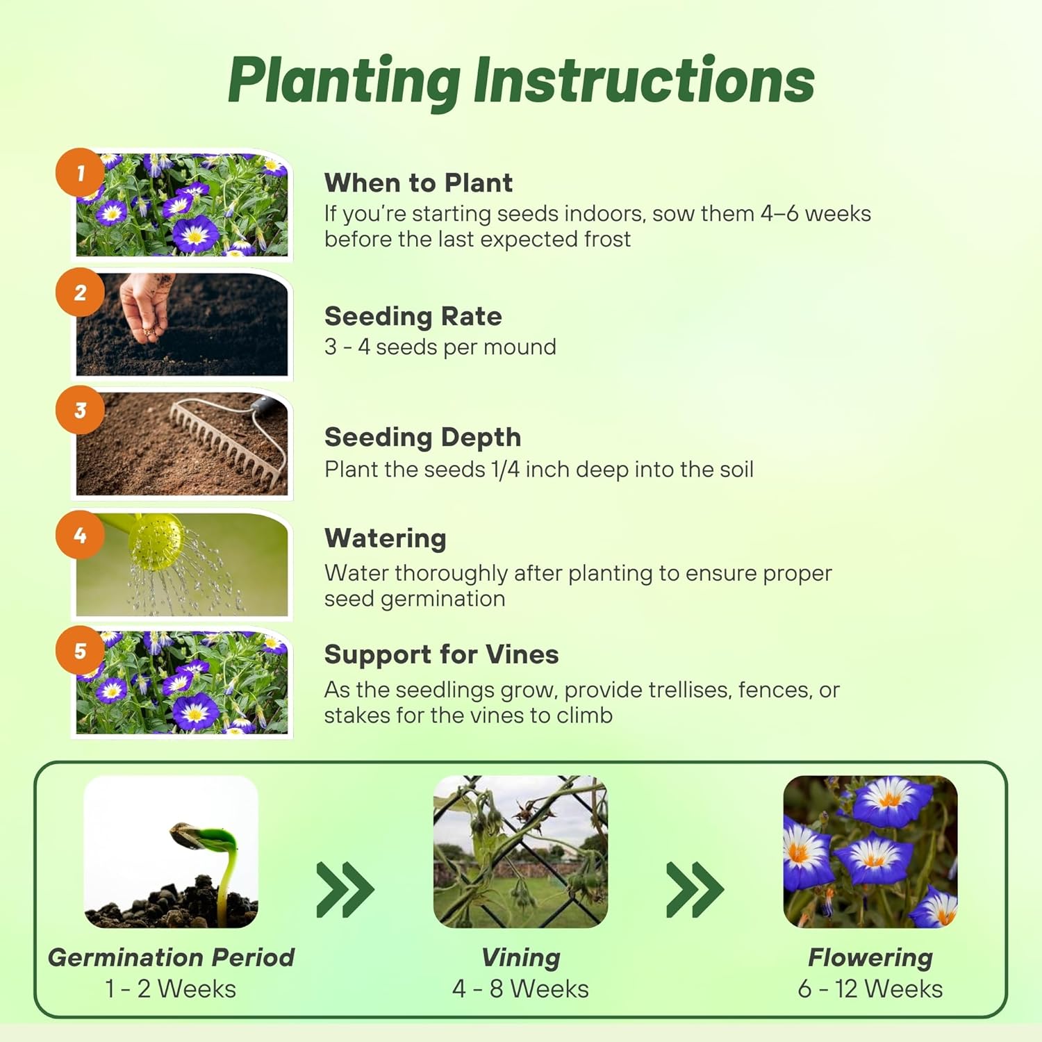 Royal Ensign Morning Glory Planting Directions