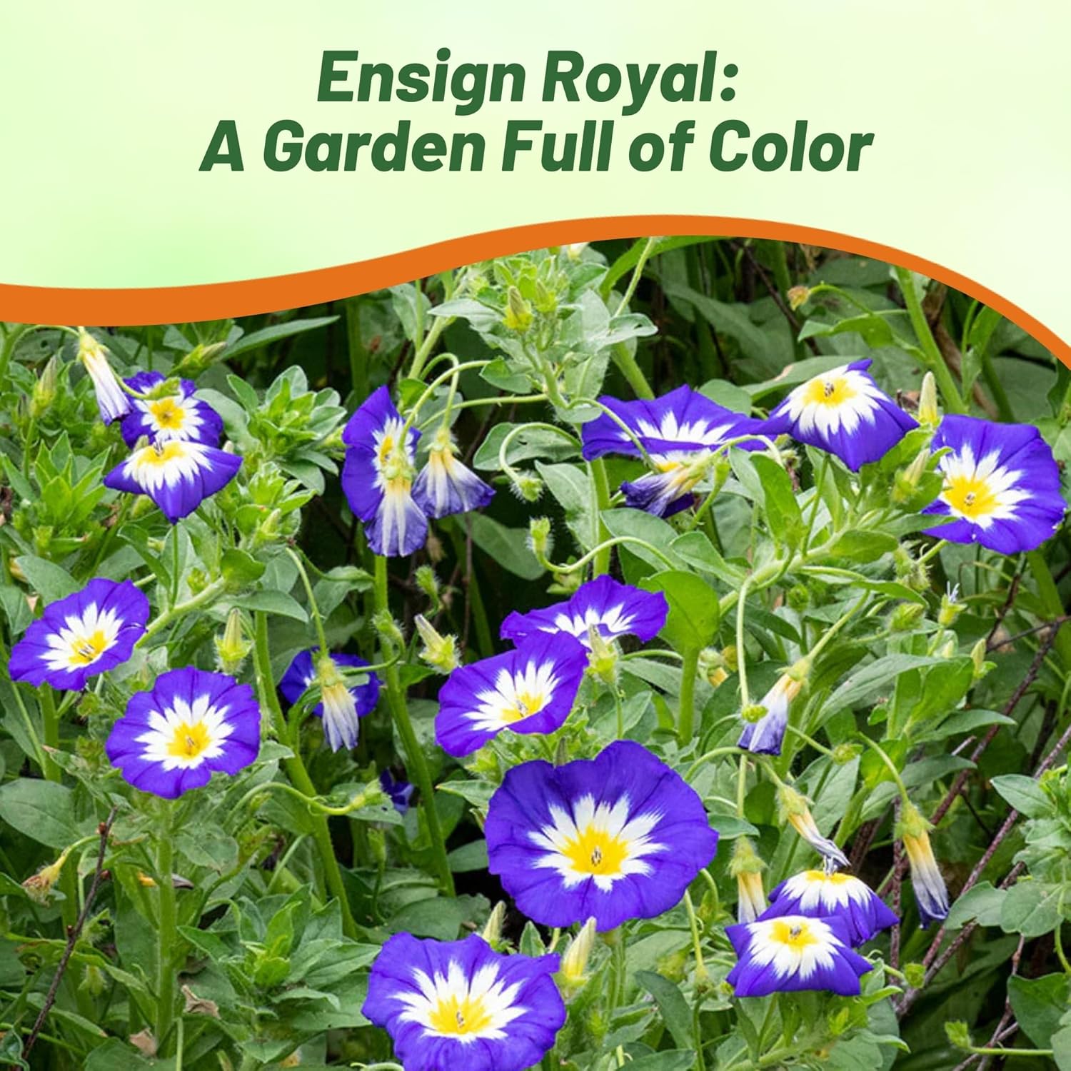 Royal Ensign Morning Glory Seeds