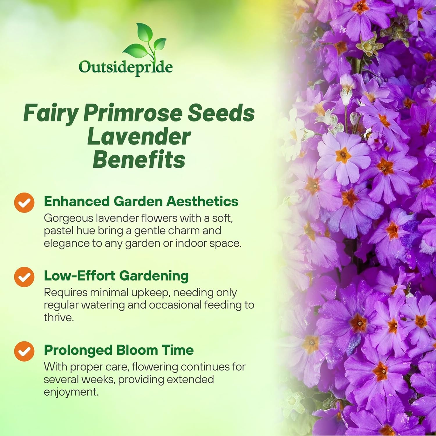 Fairy Primrose Lavender Flowers