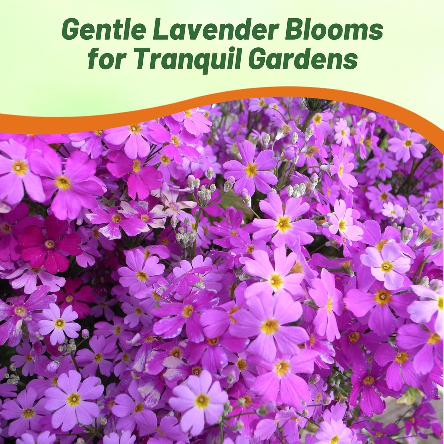 Primula Malacoides Lavender Flower Garden