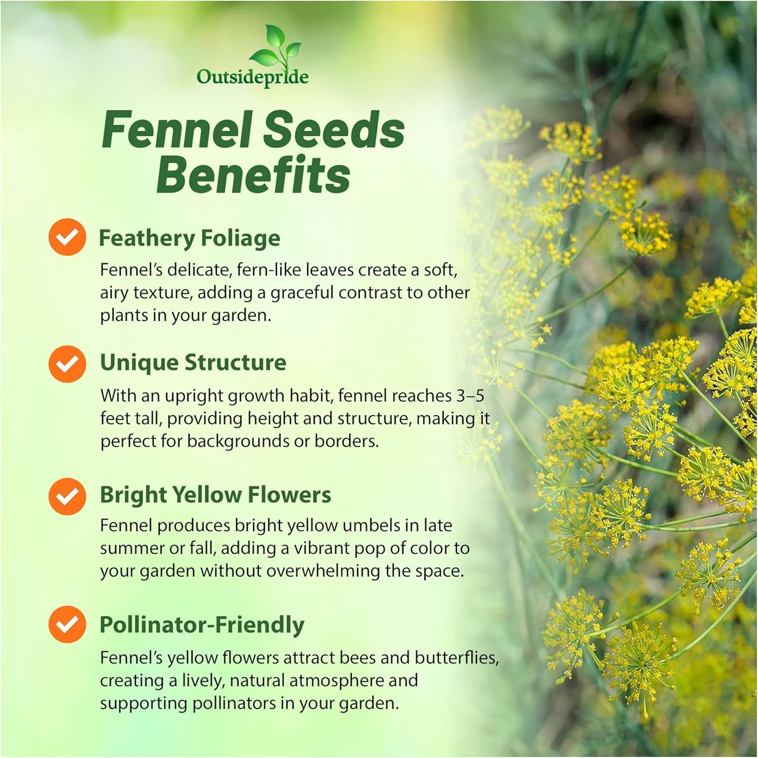 Aromatic Fennel Herbs