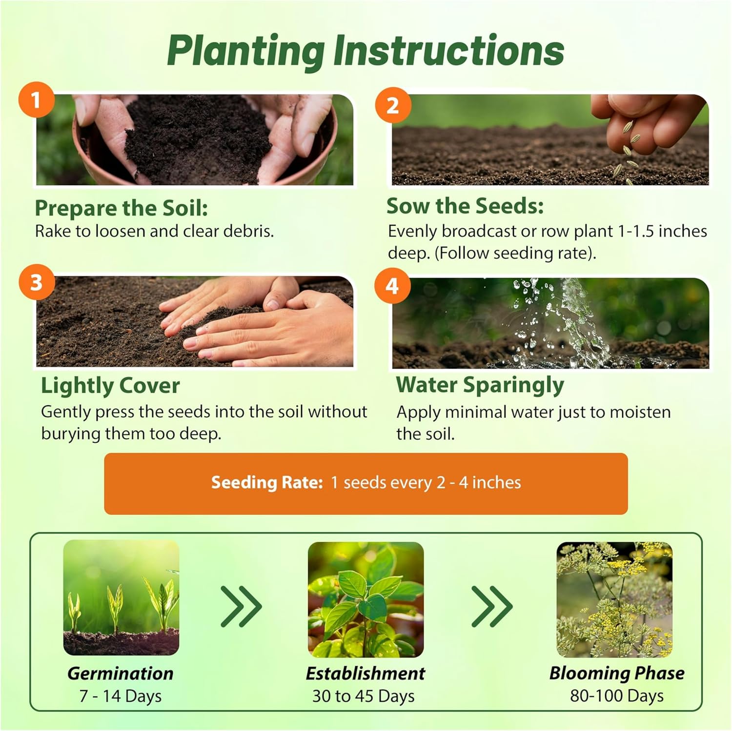 Fennel Herb Seed Planting Directions