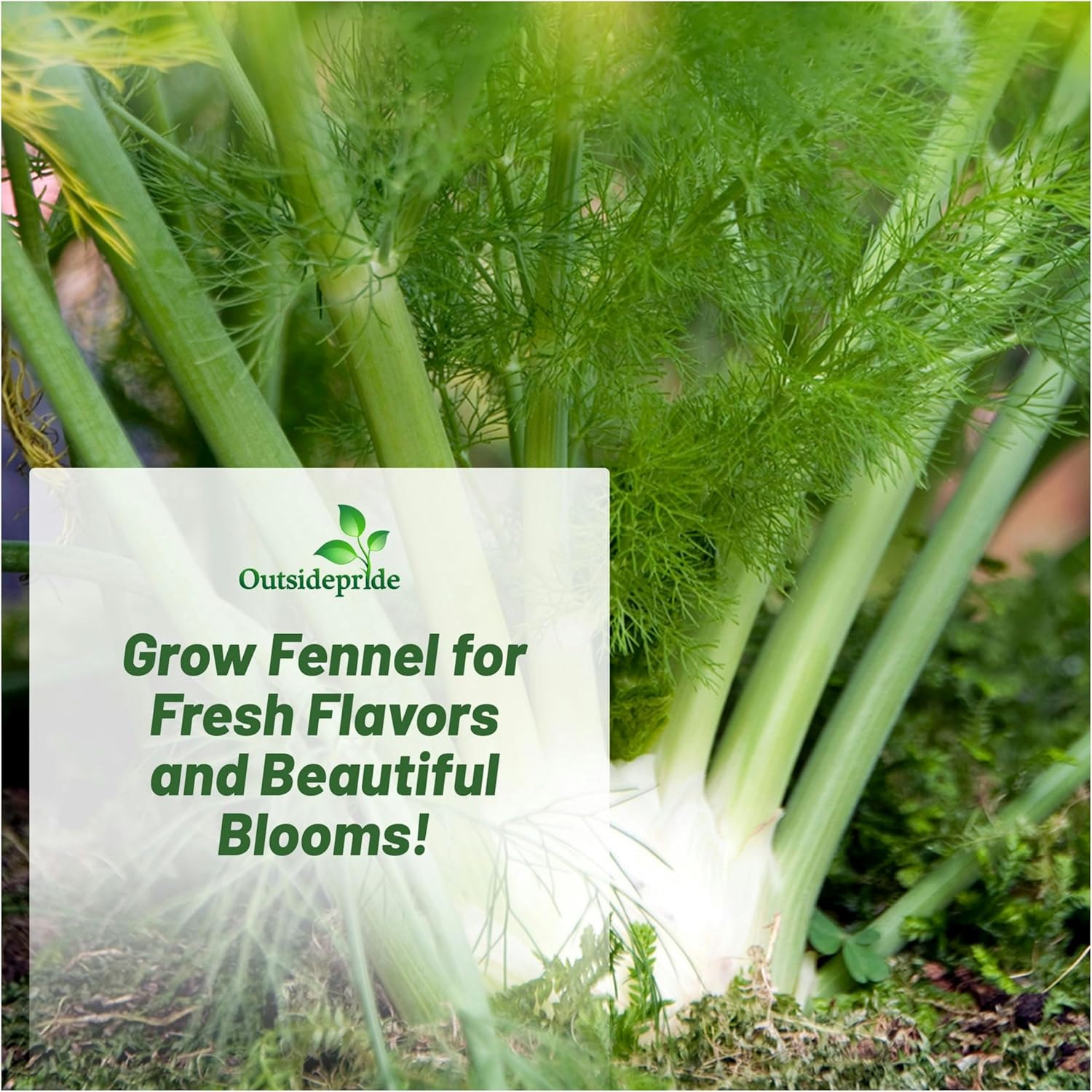 Sweet Fennel Culinary Herb