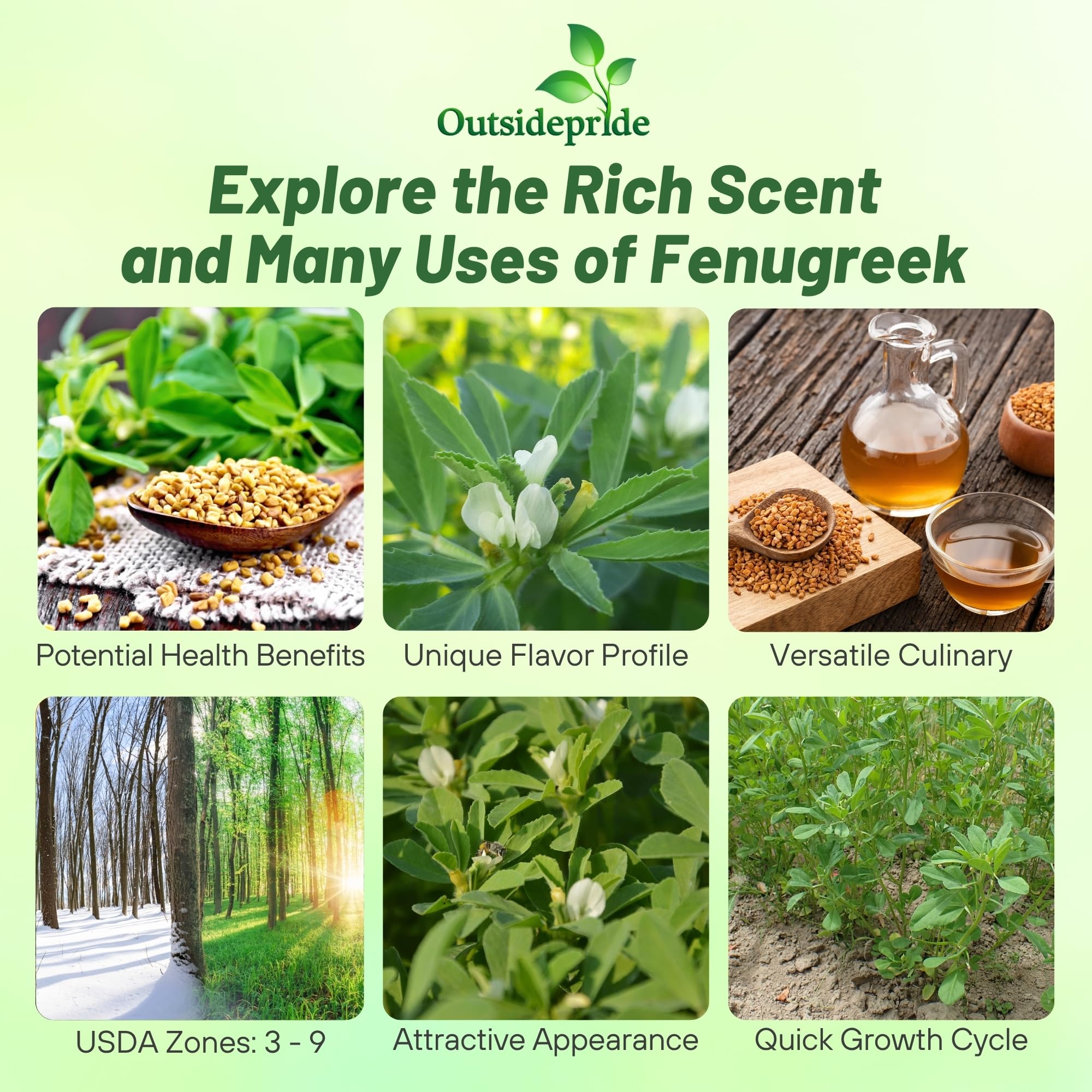 Fenugreek Herb Uses