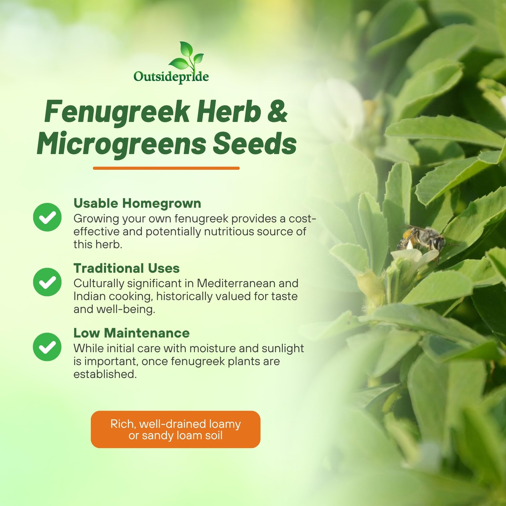 Fenugreek Herb Benefits