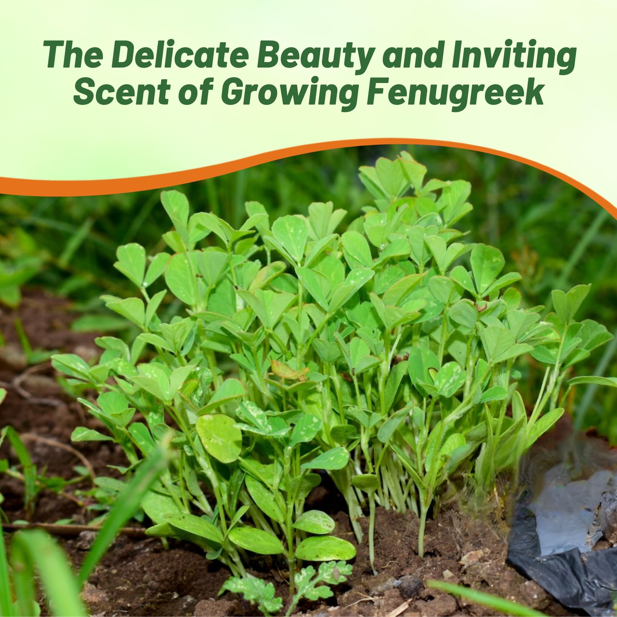 Fenugreek Herb Seeds For Planting